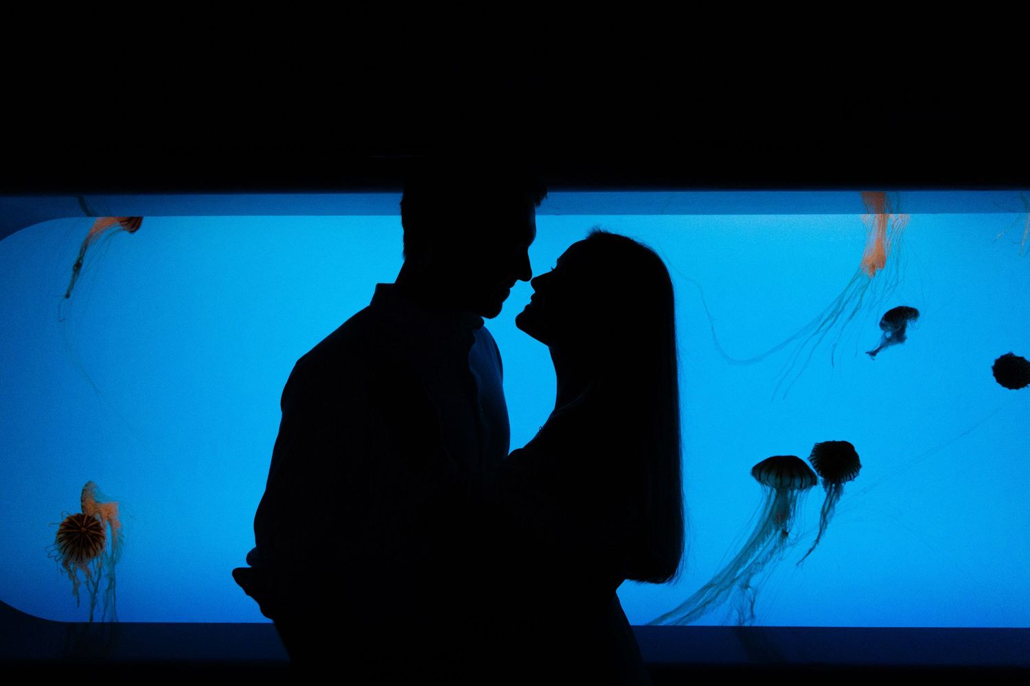 A silhouetted couple stands against a bright blue aquarium background with jellyfish.