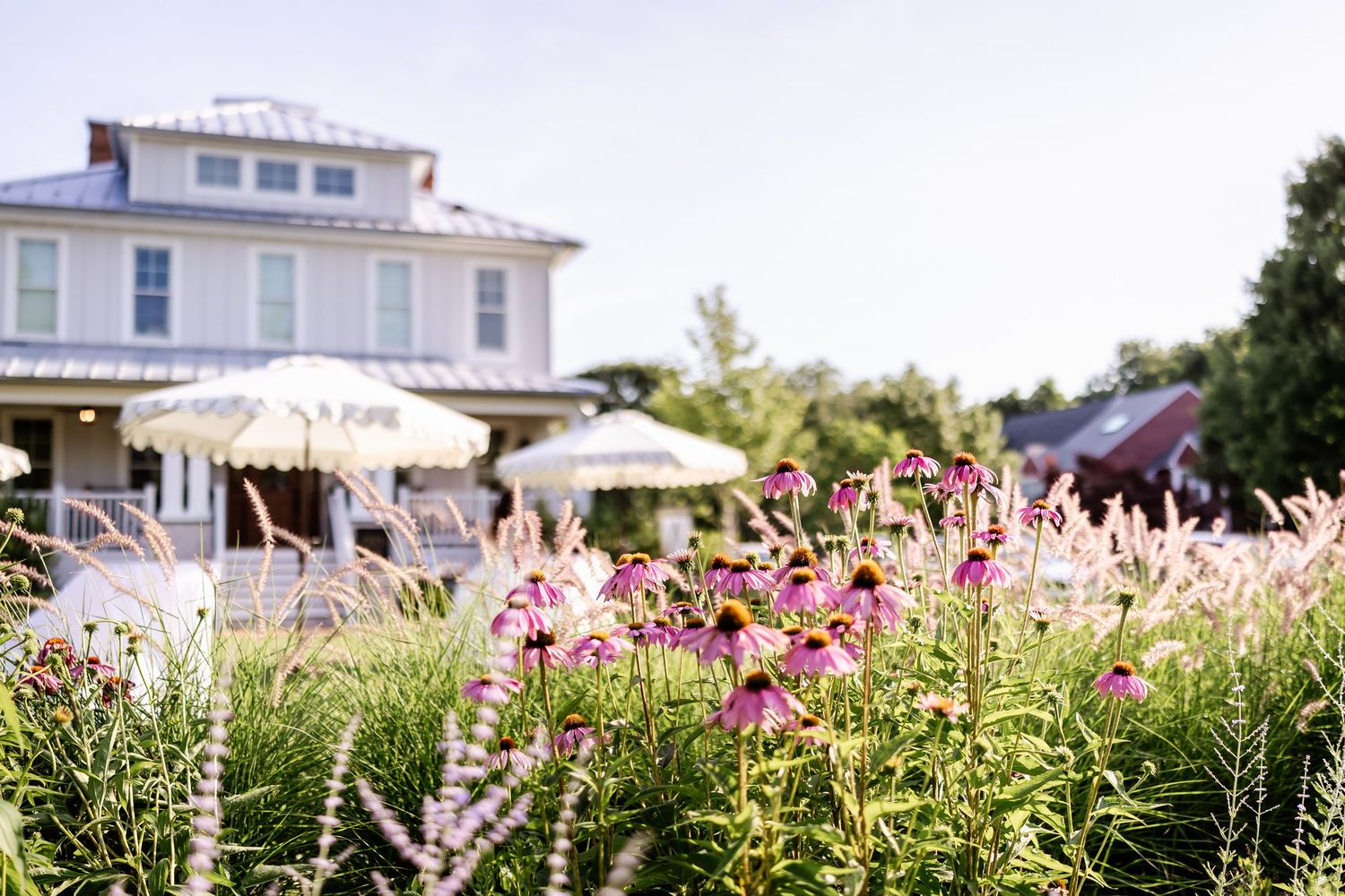 Pink wildflowers blooming in front of a white coastal house with event tents in the background.