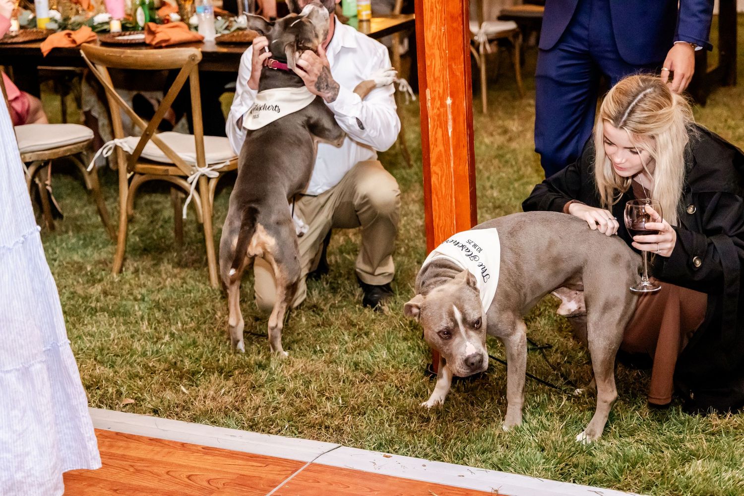 Two gray dogs in formal attire attend an outdoor wedding reception.