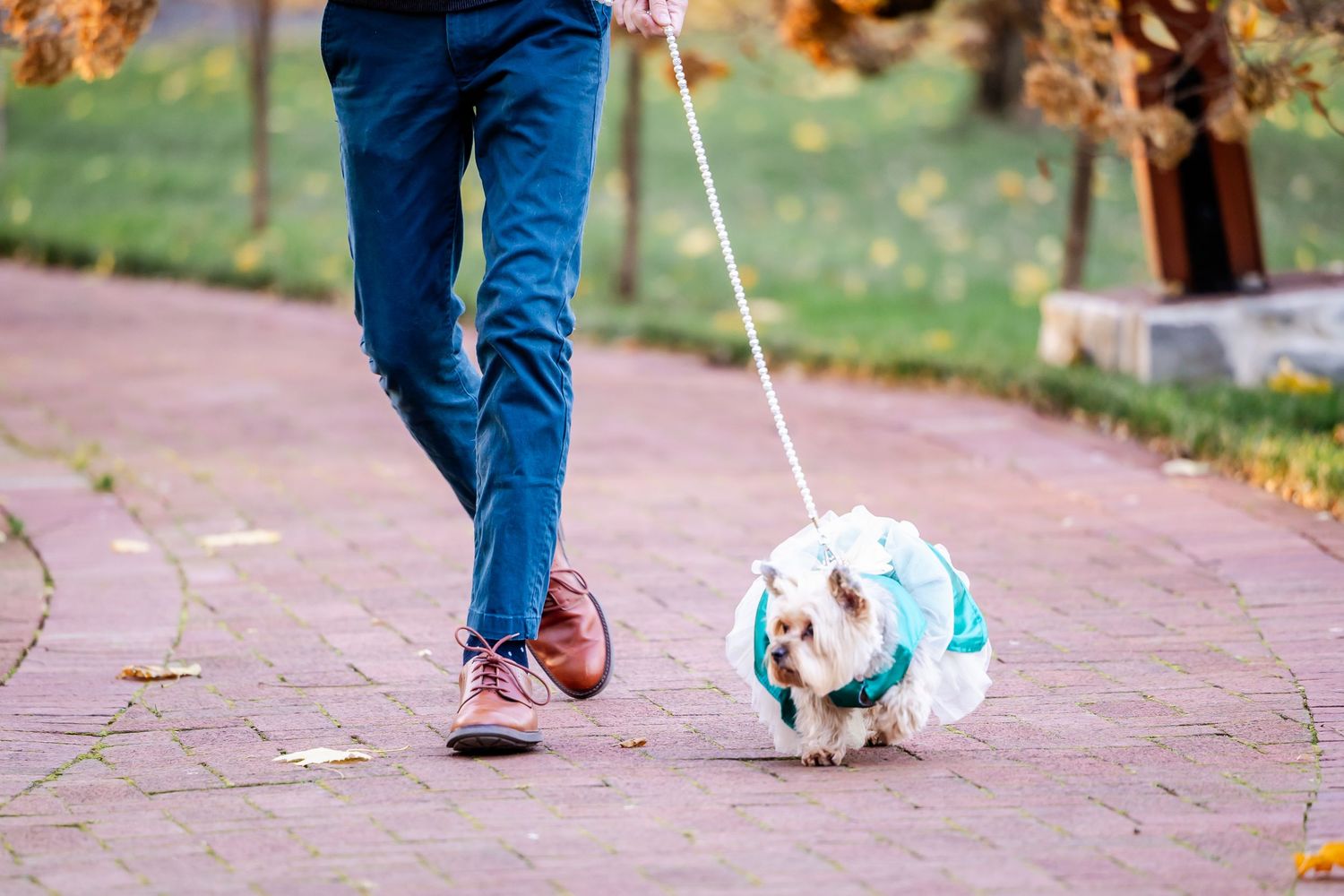 Small dog on leash walking along autumn path with fallen leaves and sunlight filtering through trees.