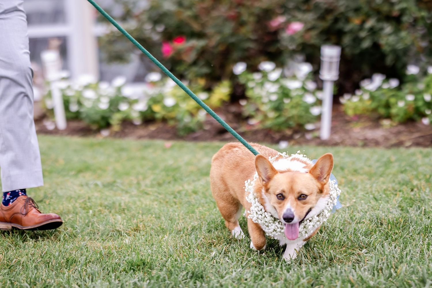 Happy corgi dog on a leash enjoying outdoor wedding festivities.