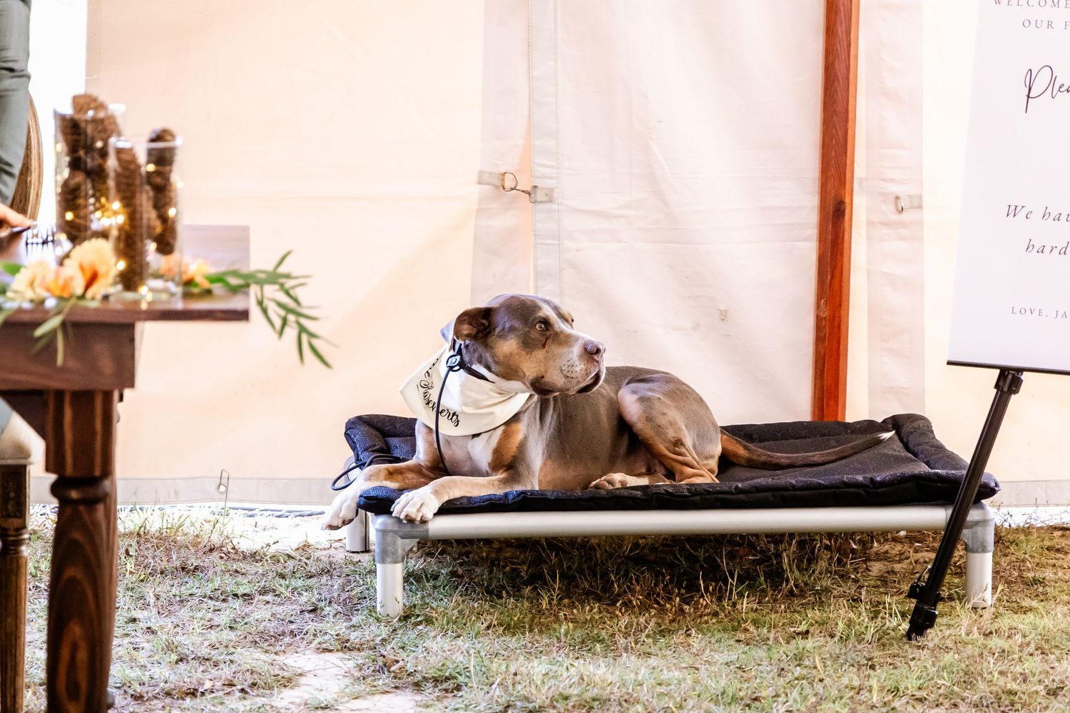 Gray dog rests on outdoor furniture during wedding preparations.