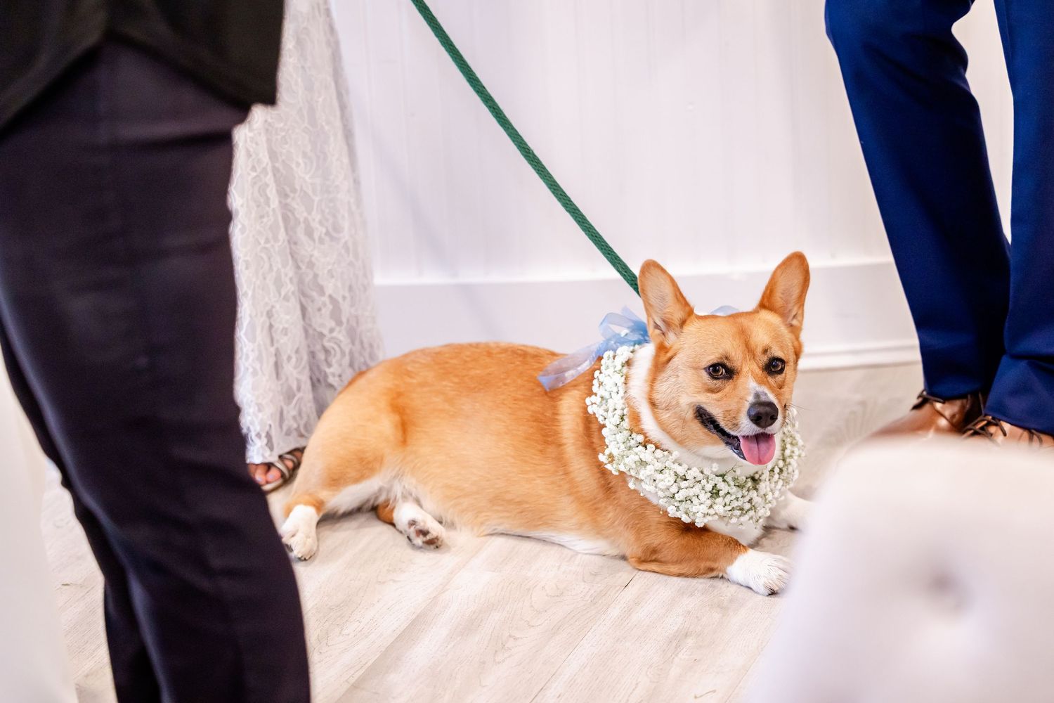 A corgi dog in formal attire participates in an outdoor wedding ceremony.
