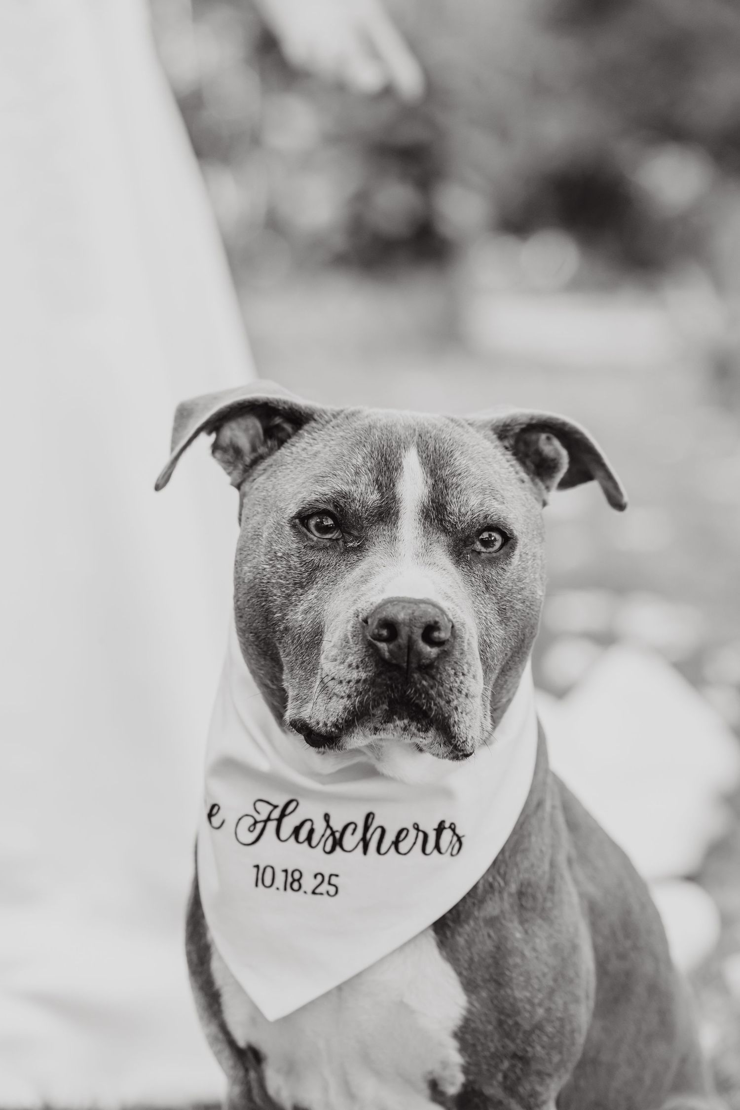 A gray pit bull dog wearing a white bandana with wedding date text in black and white.