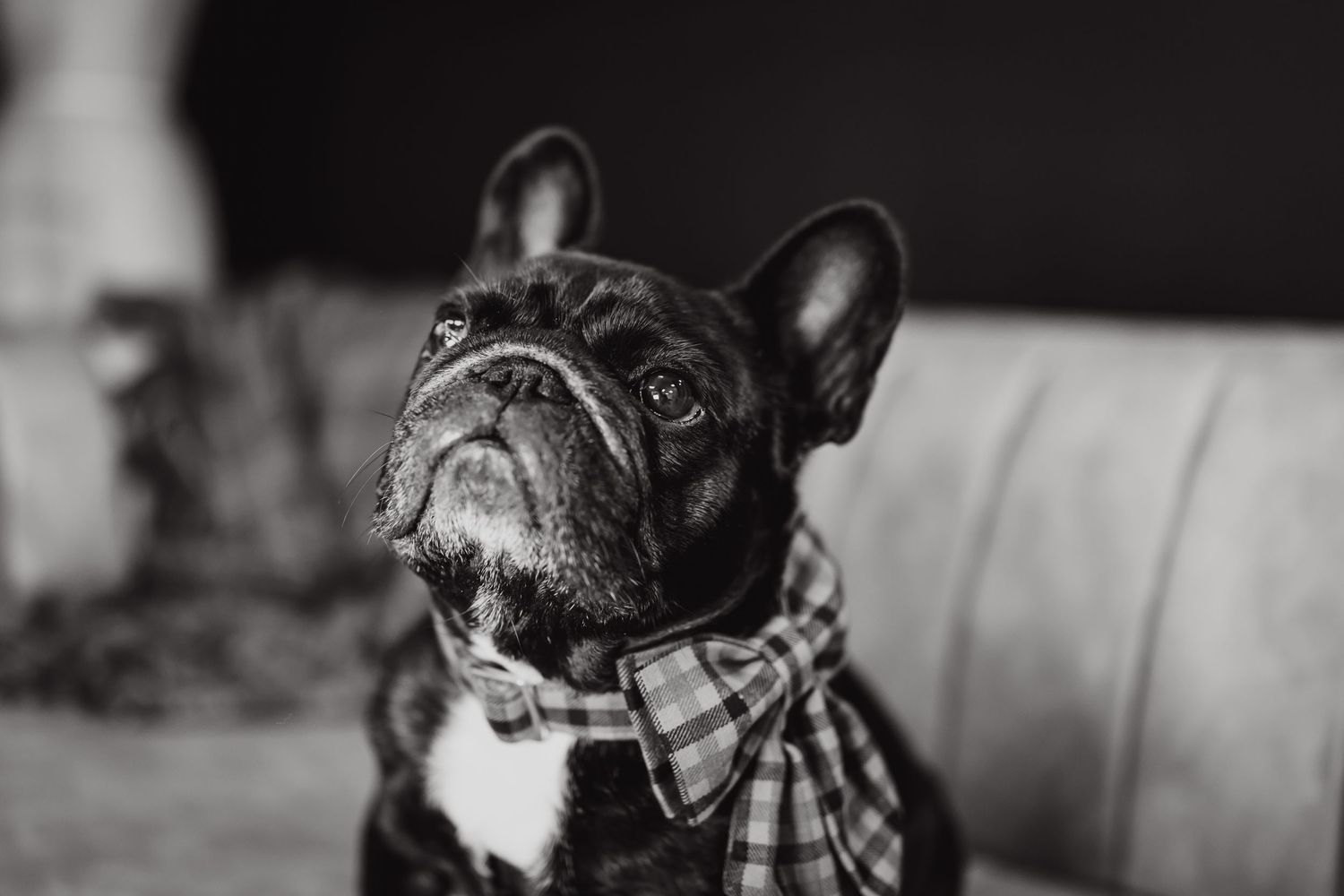 A black and white French Bulldog wearing a plaid bowtie sits on a leather couch.