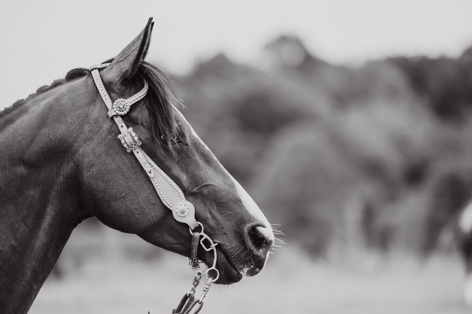 A sequence of barrel racing photos showing a horse and rider running at an outdoor practice arena on sandy ground.