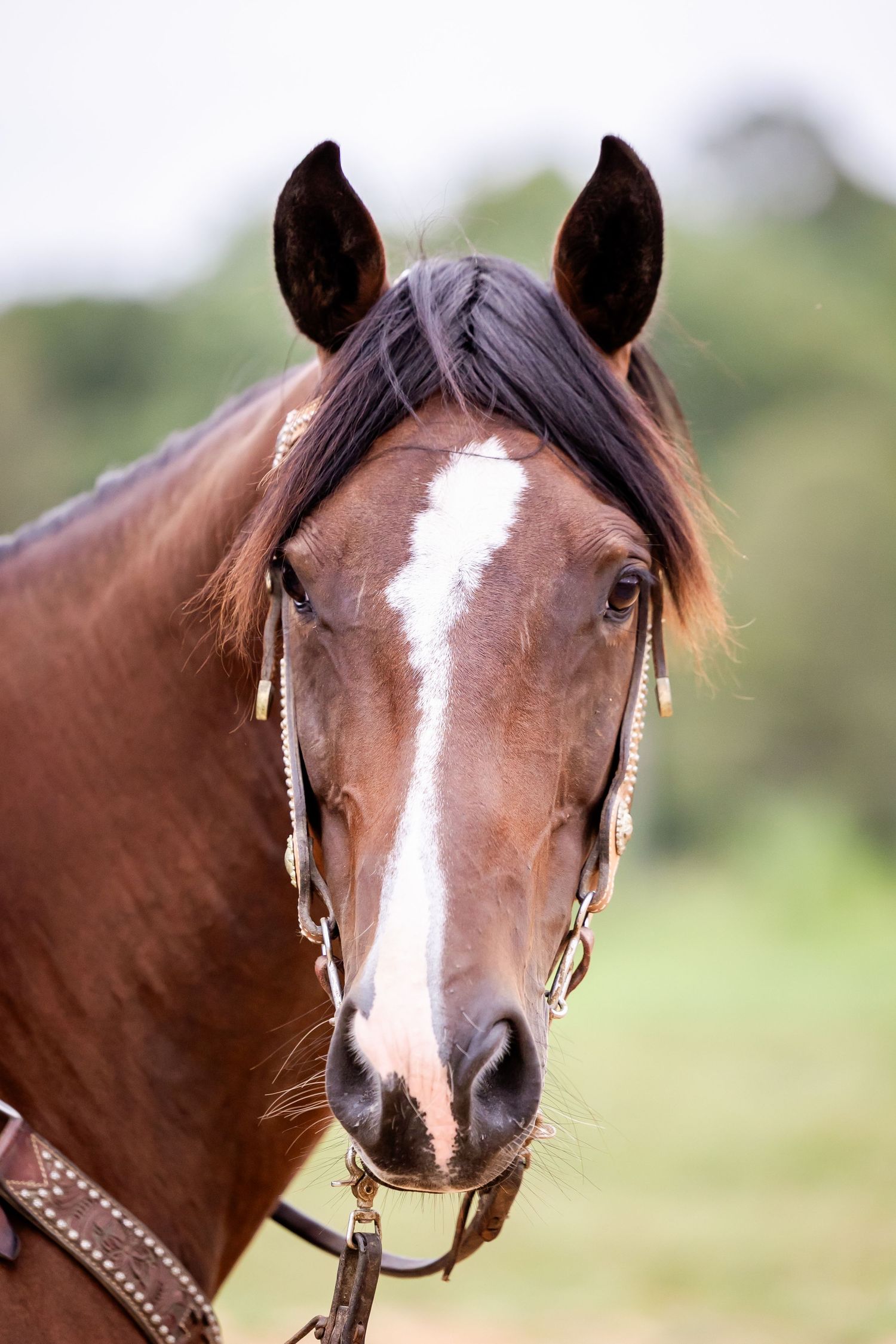 Close-up portrait of a bay horse with white blaze wearing decorative bridle and reins.