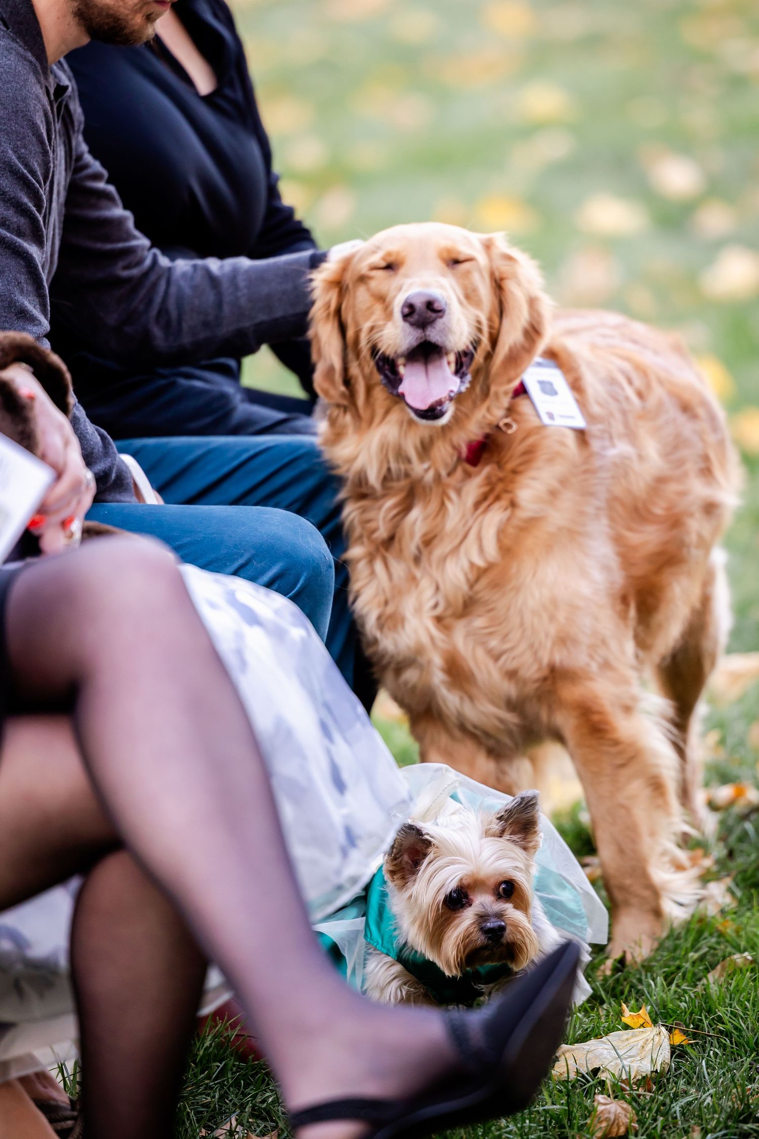 A happy Golden Retriever and Yorkshire Terrier sit on grass with fallen autumn leaves while someone pets them.