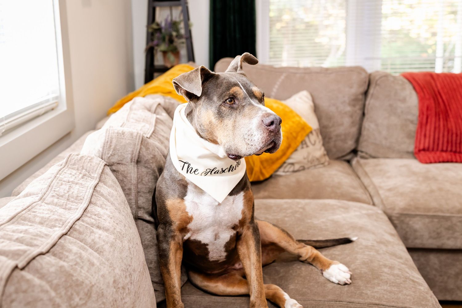 A gray dog relaxes on a beige couch with an orange blanket.