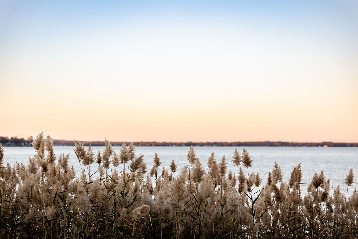 Tall pampas grass silhouetted against a serene waterfront sunset.