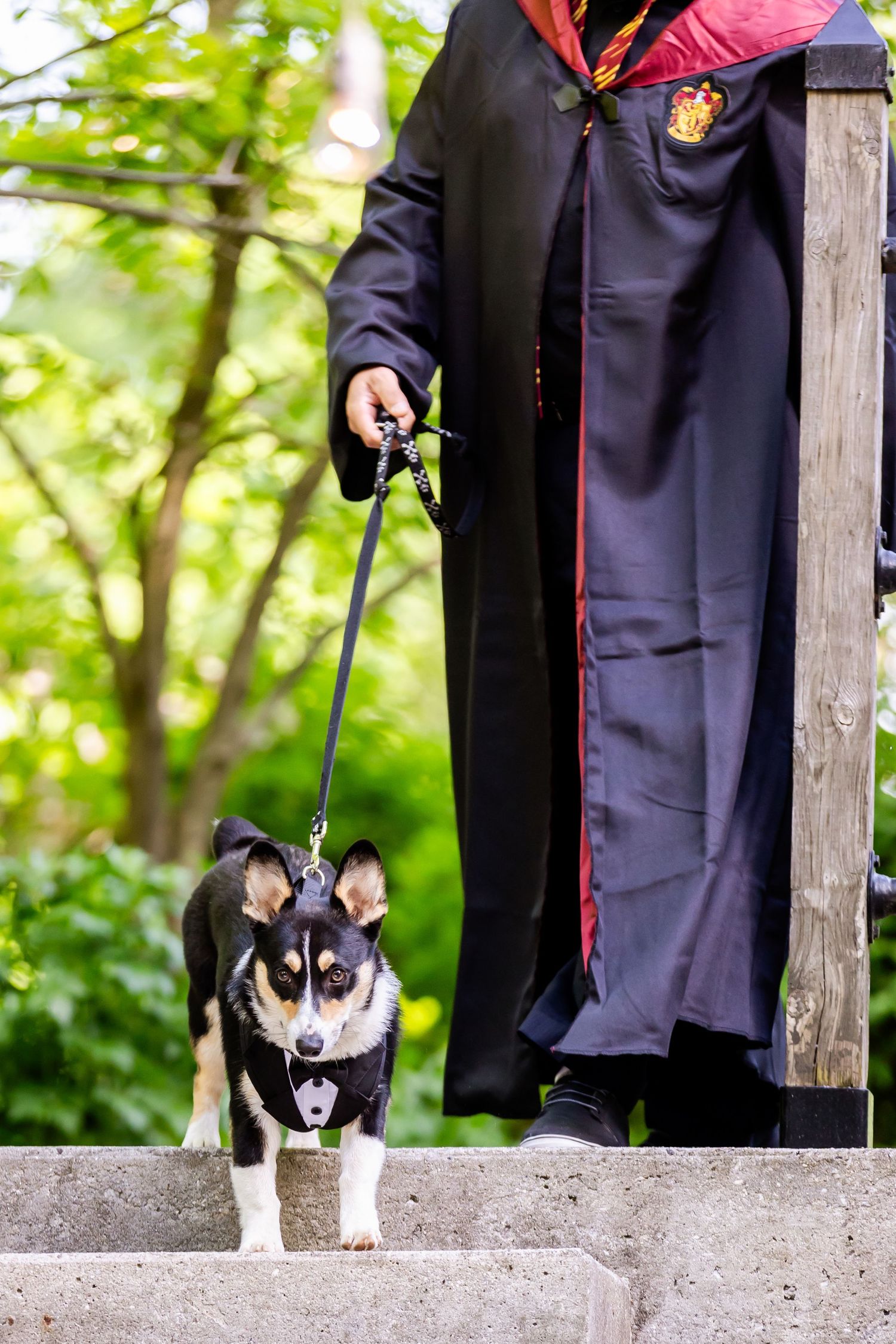 Person in Hogwarts robe walks small black and white dog down stone steps in garden setting.
