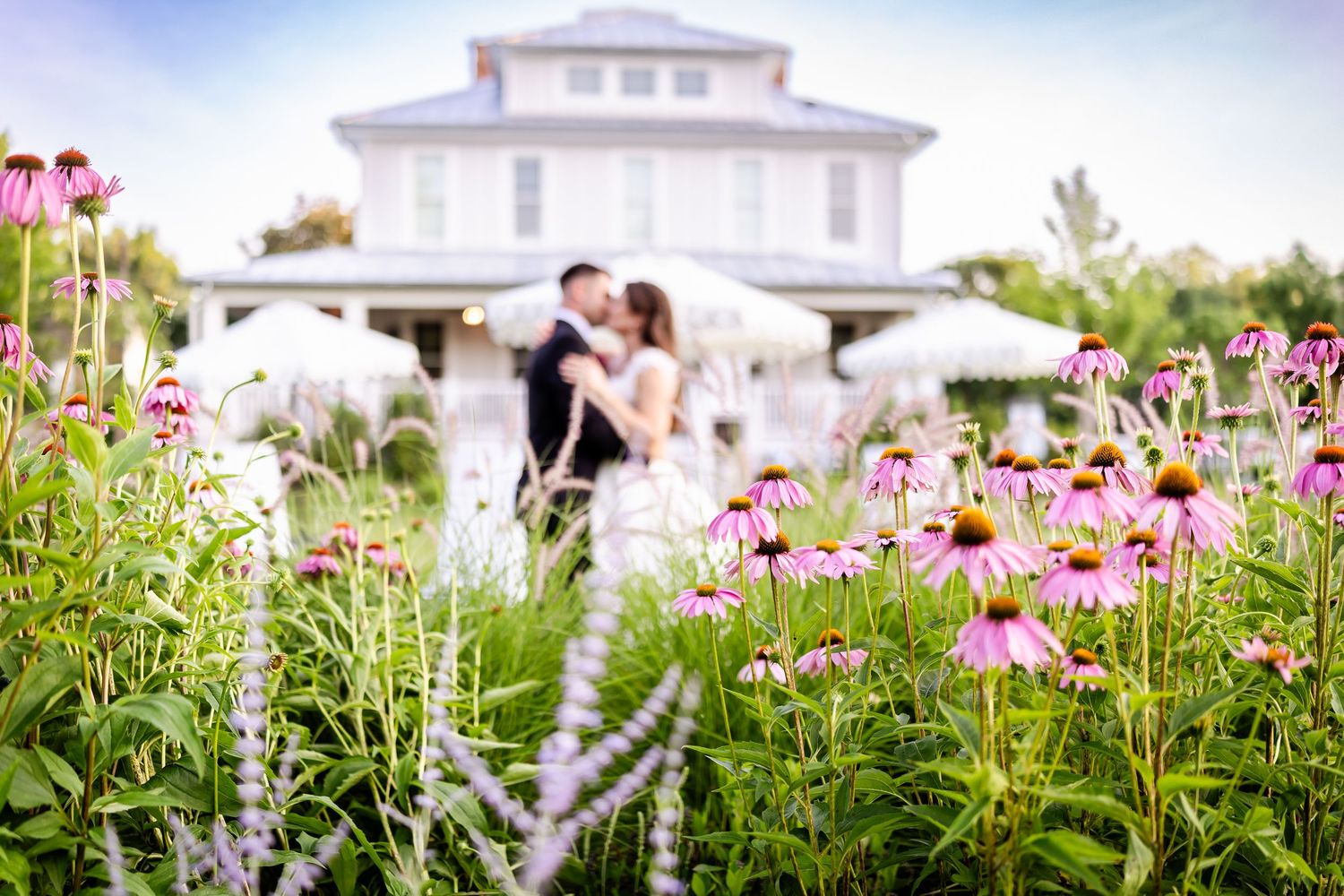 Pink coneflowers bloom in a garden with a white mansion and wedding couple silhouetted in soft focus background.