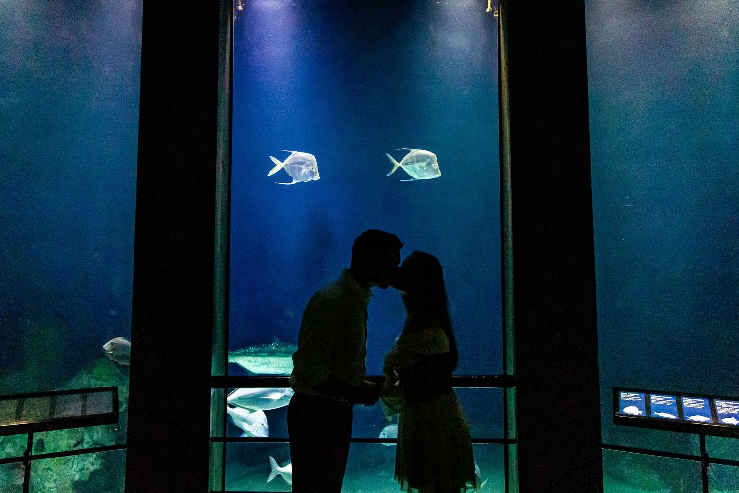 A silhouetted pair stands against an aquarium display with fish silhouettes visible.