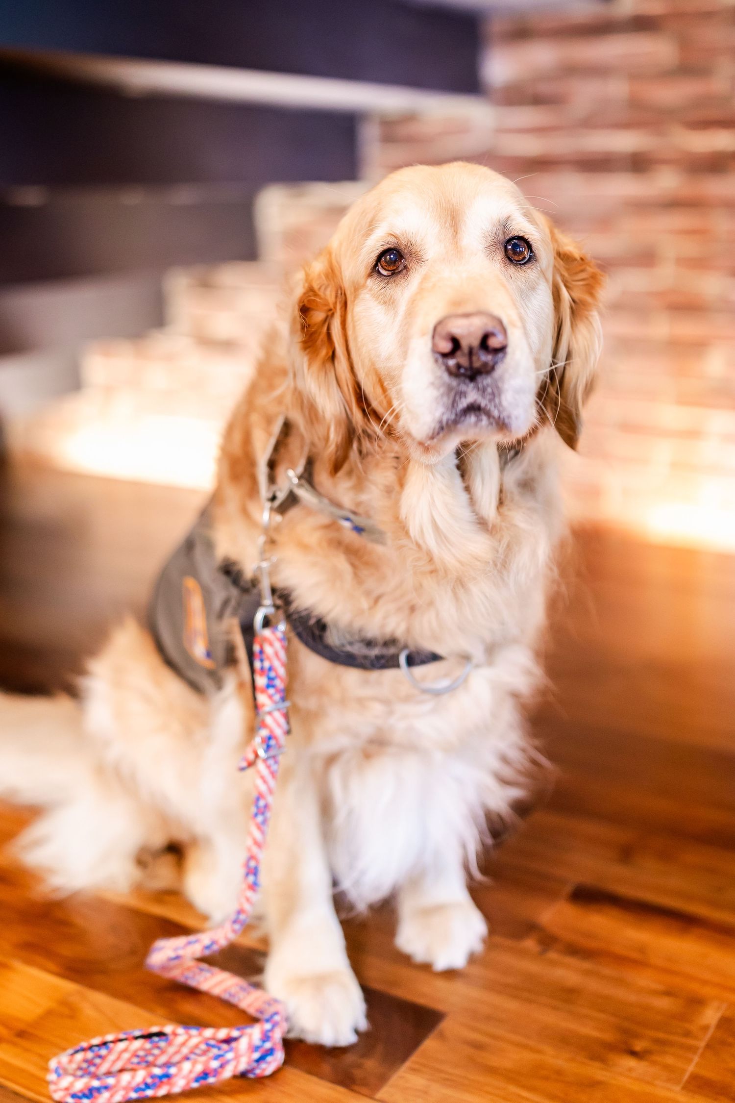 Golden retriever sitting attentively on hardwood floor wearing a patterned leash and collar.