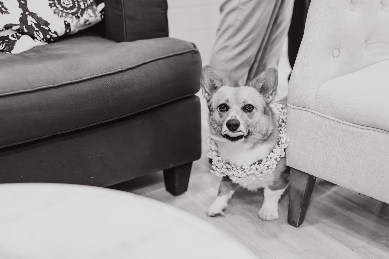 A cute dog relaxing on a gray couch in a black and white photo.