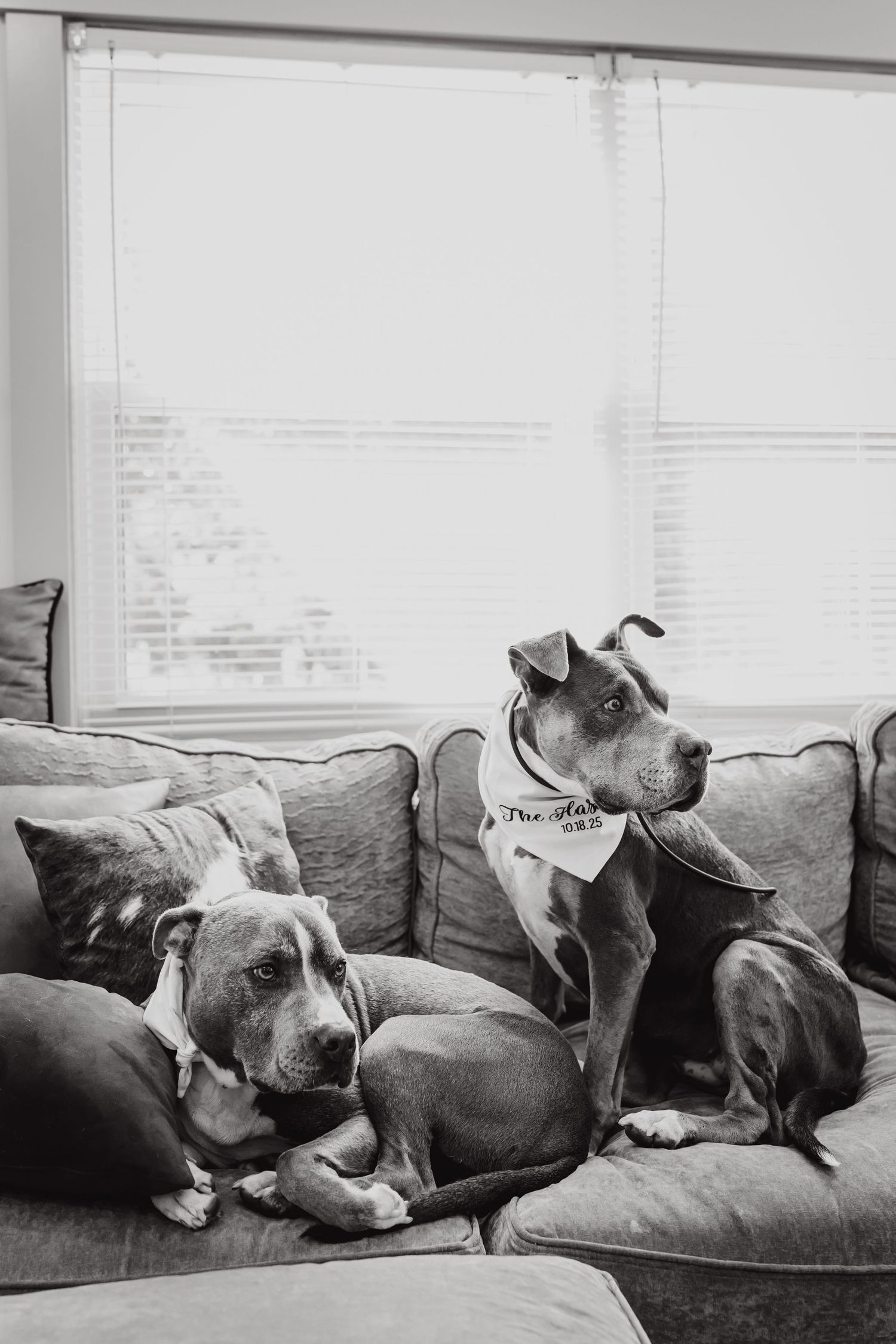 Two pit bulls lounging together on a gray couch near a window in black and white photography.