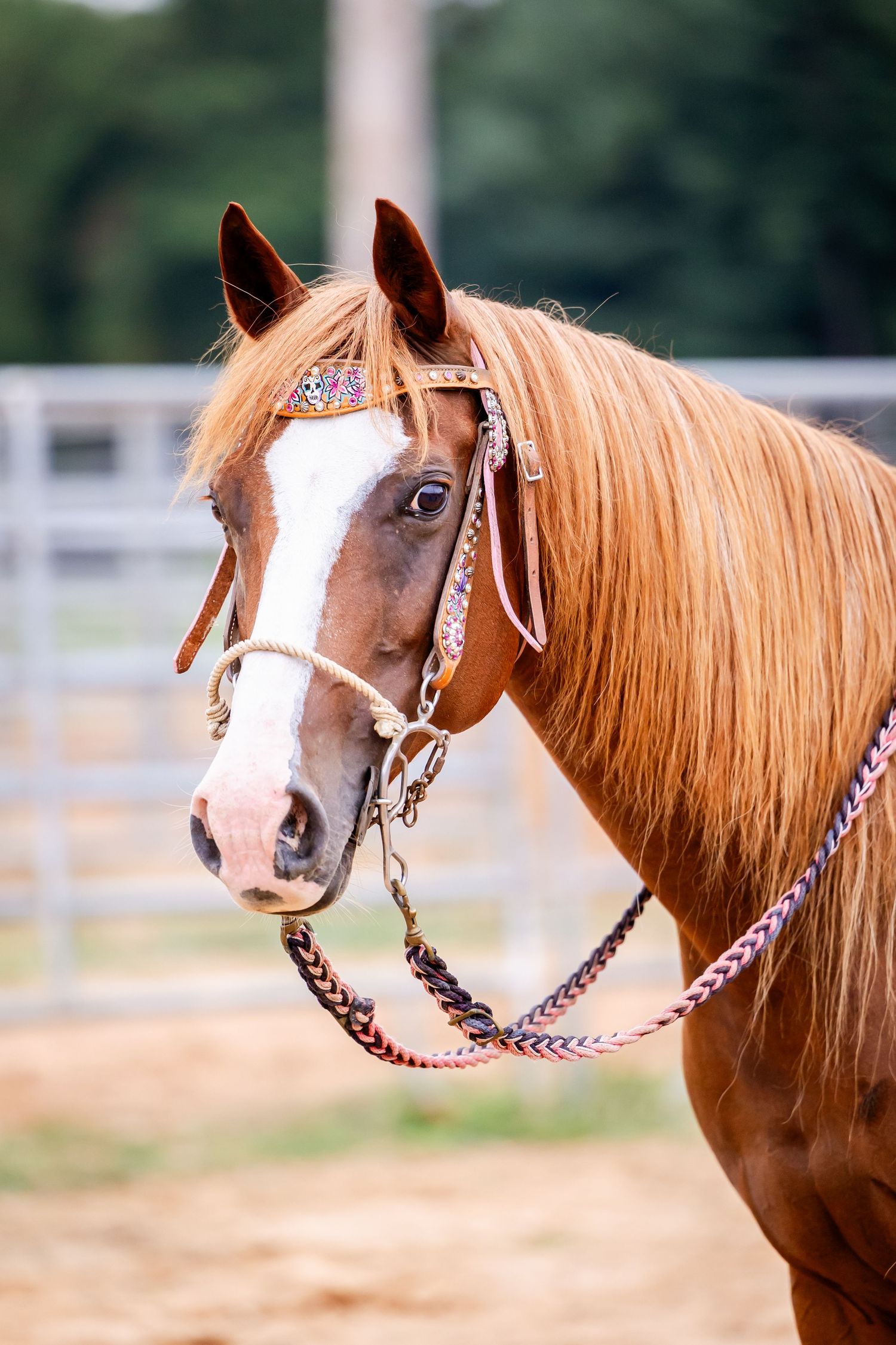 Close-up portrait of a chestnut horse with white blaze wearing decorative pink and purple tack.