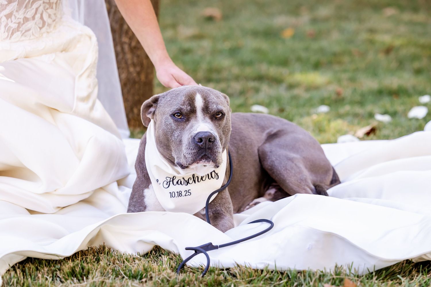 A gray pit bull wearing a wedding bandana lies on white fabric outdoors during a wedding photoshoot.