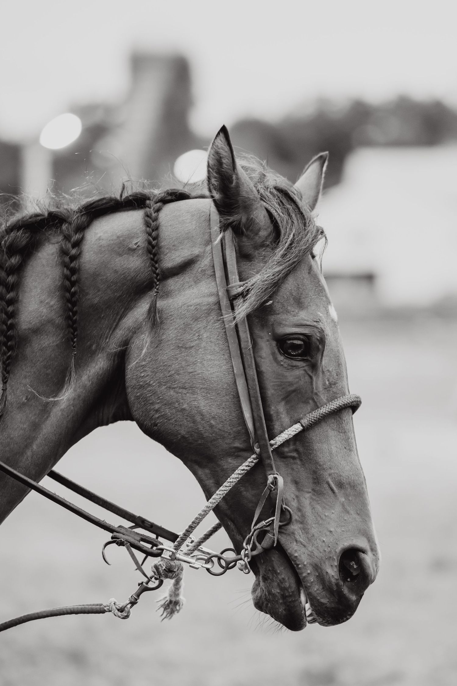 Close-up black and white profile shot of a bridled horse with a braided mane showing detailed tack and markings.