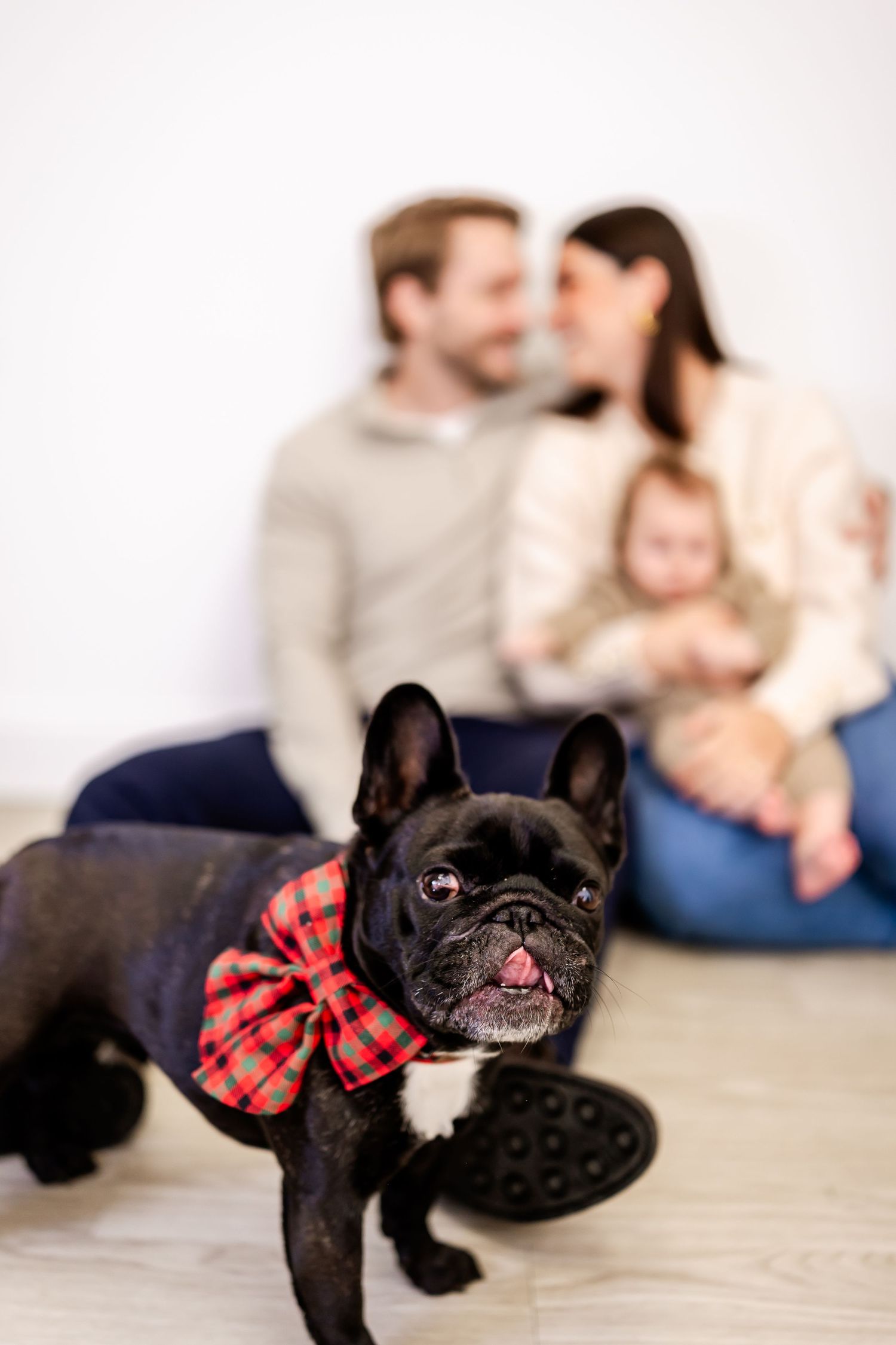 Cute French Bulldog wearing red bow tie stands in foreground with blurred family sitting behind.