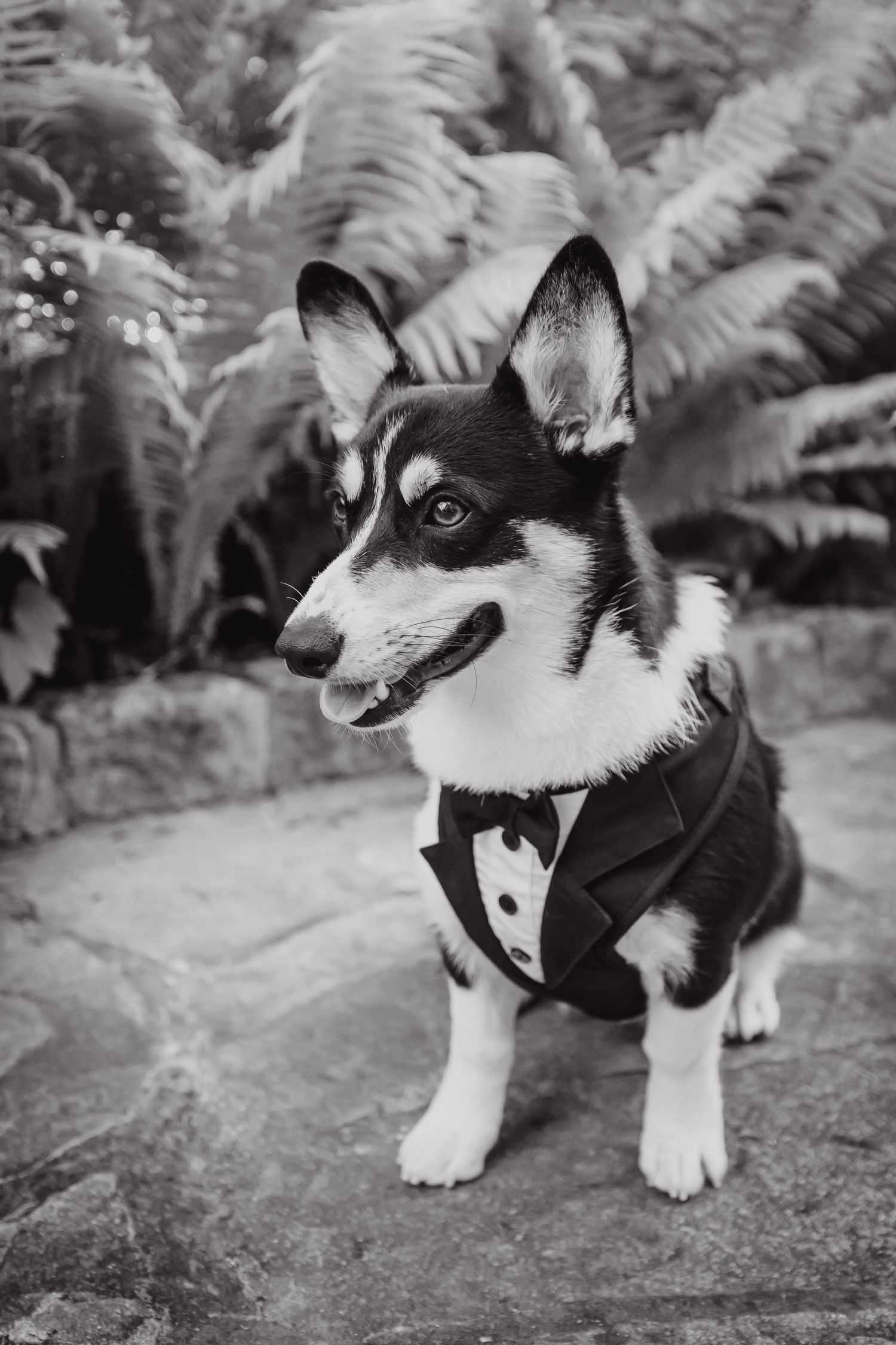 Black and white dog wearing formal tuxedo bowtie sits regally against fern background.