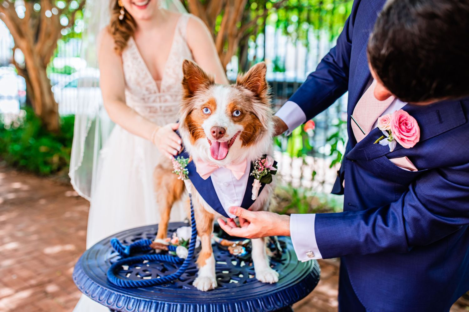 A joyful corgi dog wearing a blue bow tie poses for photos while held by people in formal attire outdoors.