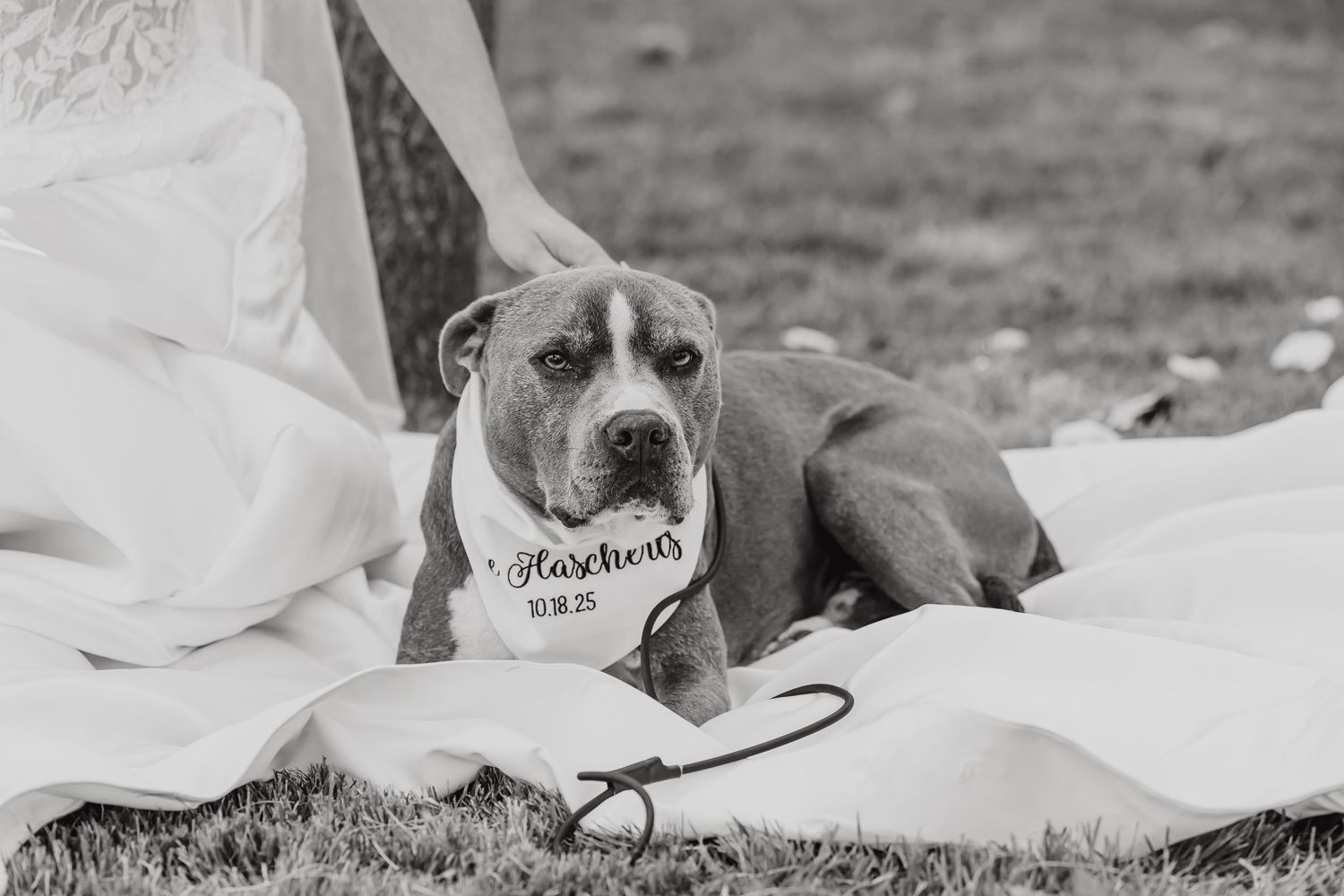 Gray dog rests on white wedding dress train during outdoor photo session.