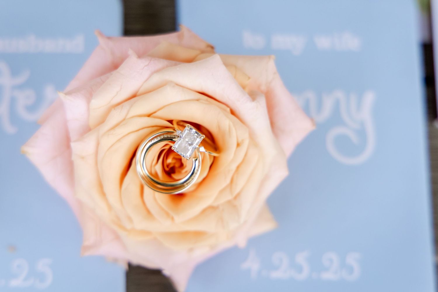 Close-up of a peachy pink rose with wedding rings nestled in its petals.