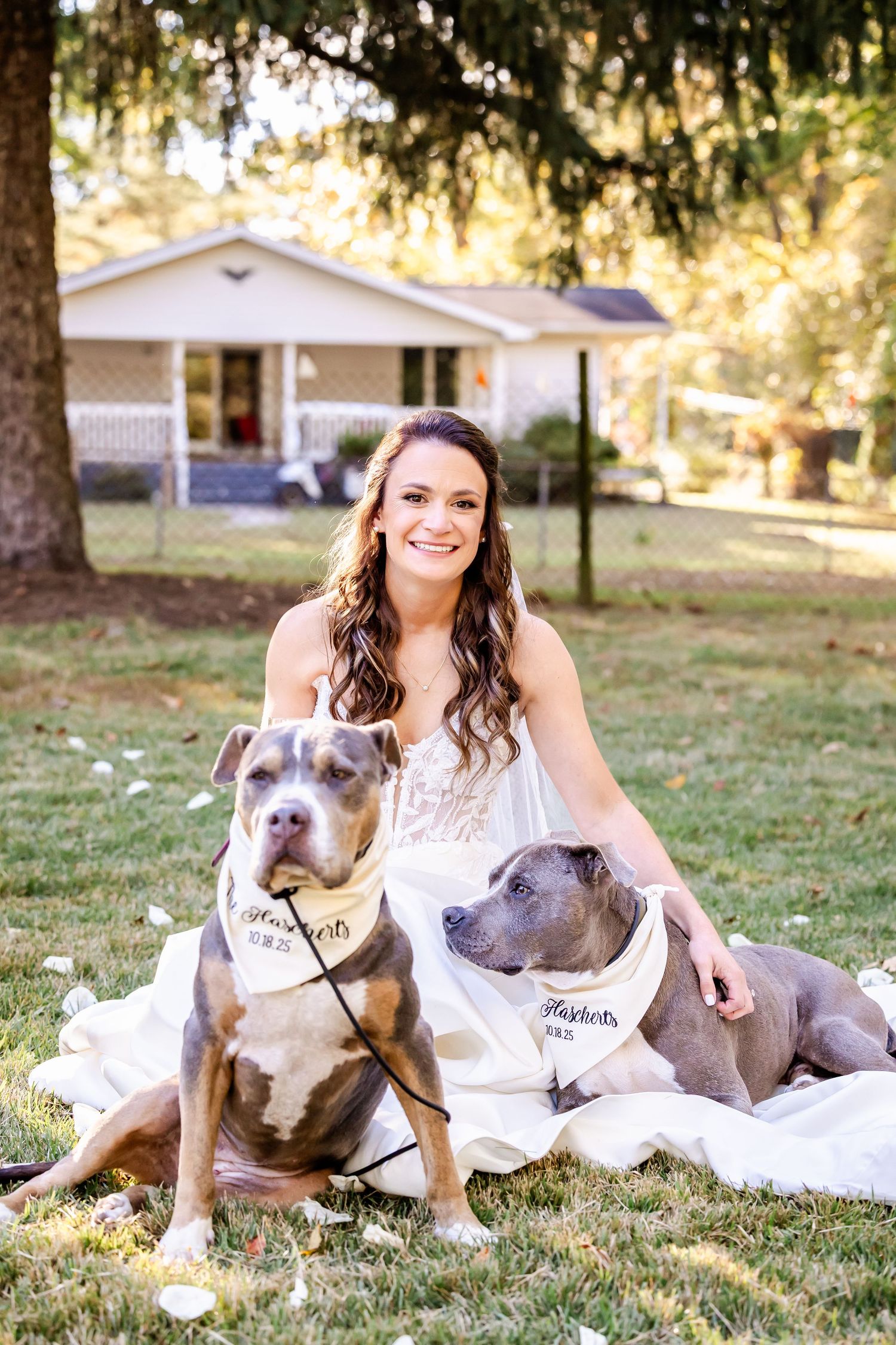 Bride in white dress sits on grass with three pit bull dogs during outdoor photo session.