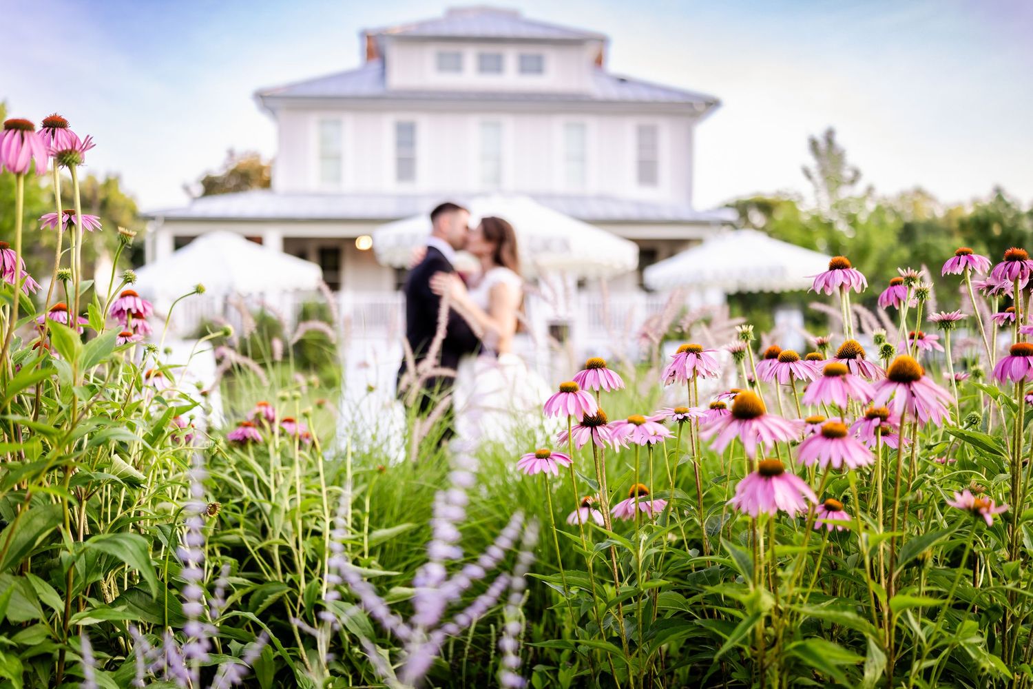 Pink coneflowers bloom in front of a stately white house on a sunny day.