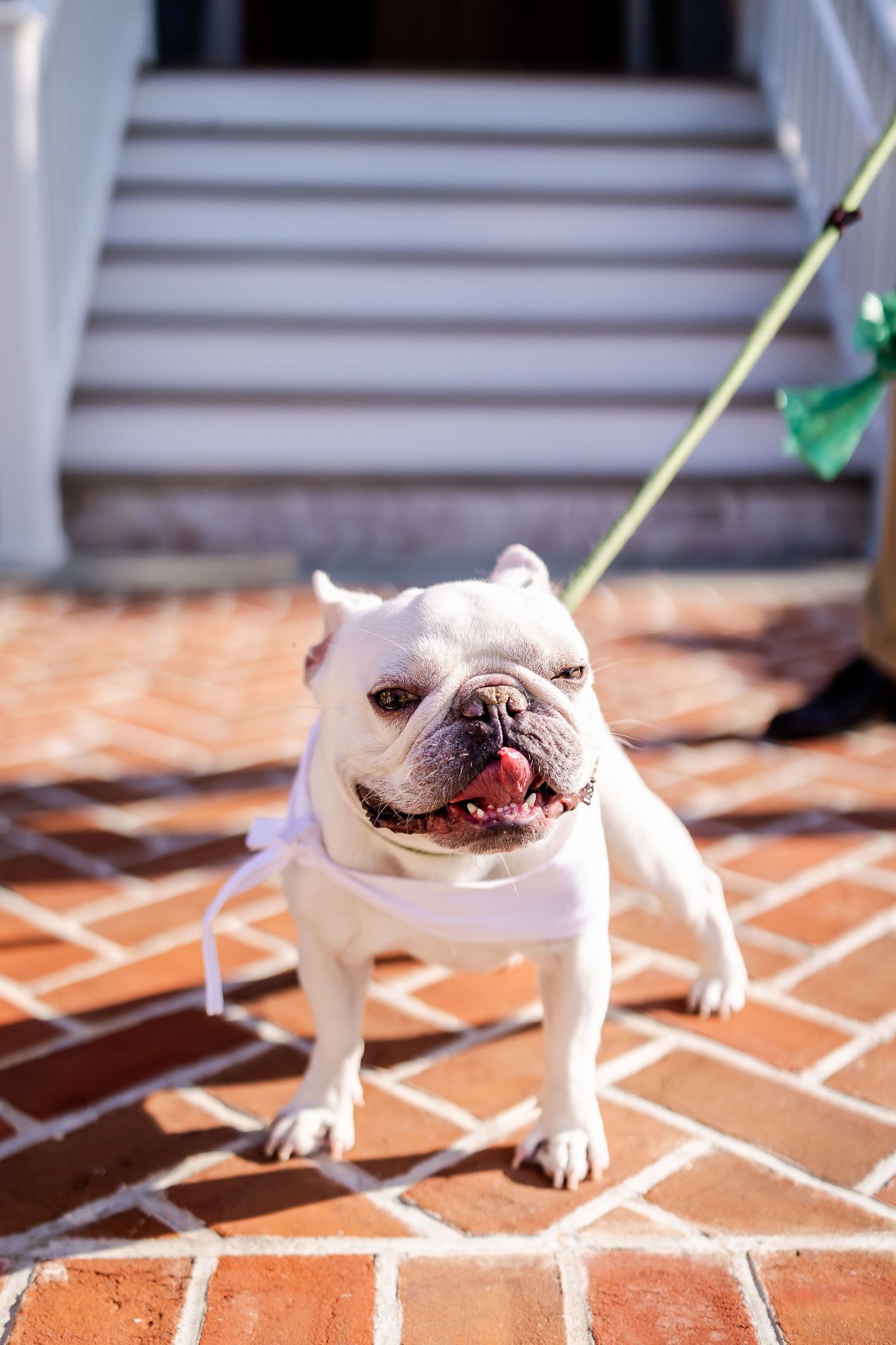 Smiling white French Bulldog on a brick patio wearing a white collar.