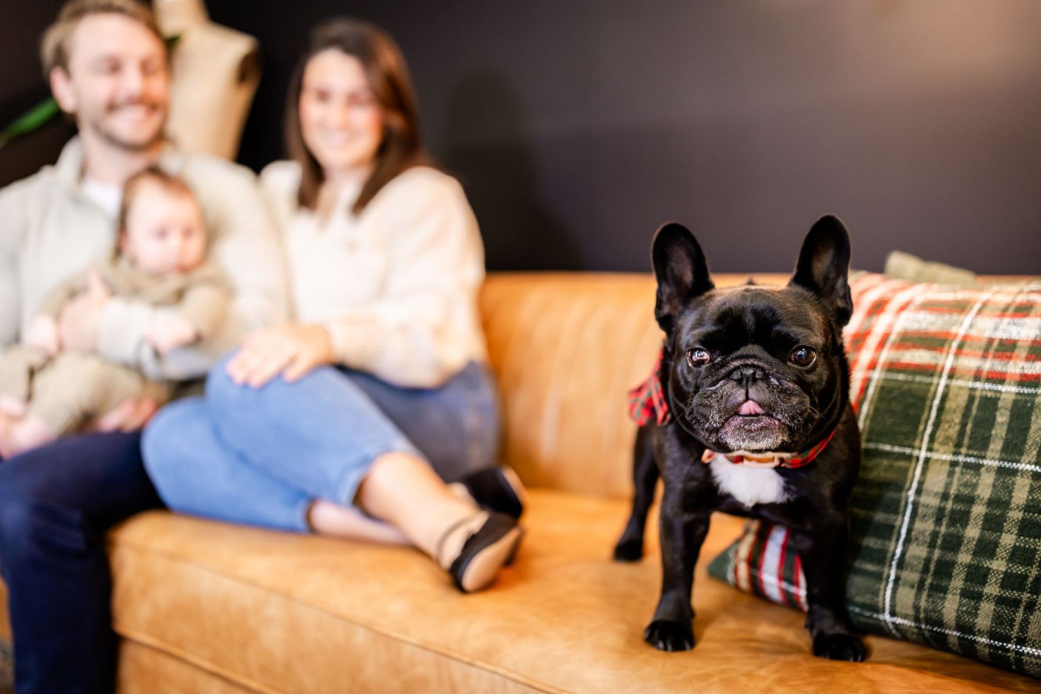 A cute French Bulldog sits on a tan leather couch with green plaid pillows while family relaxes in background.
