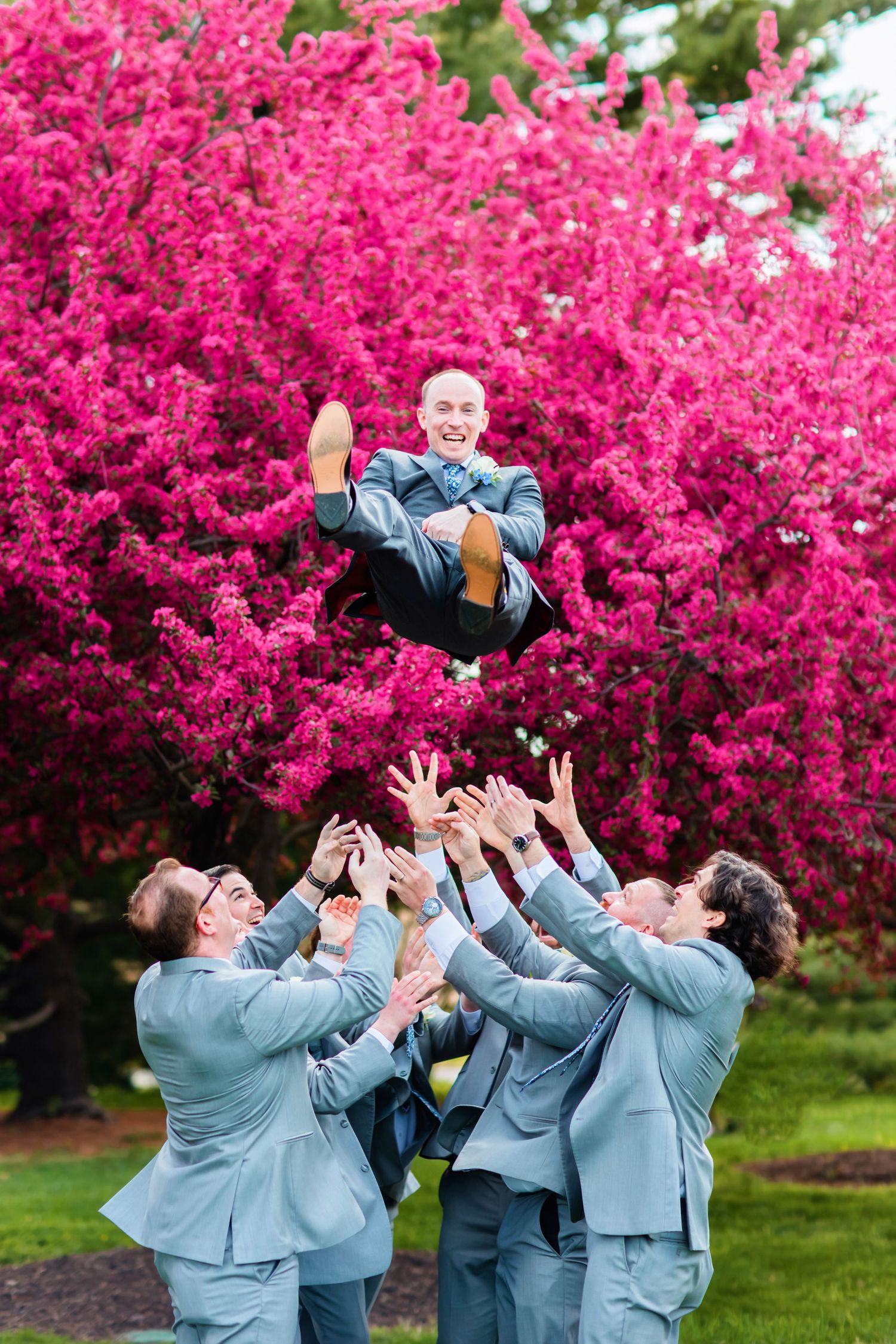 Groomsmen in light blue suits toss someone into the air against vibrant pink cherry blossoms in a joyful wedding photo.