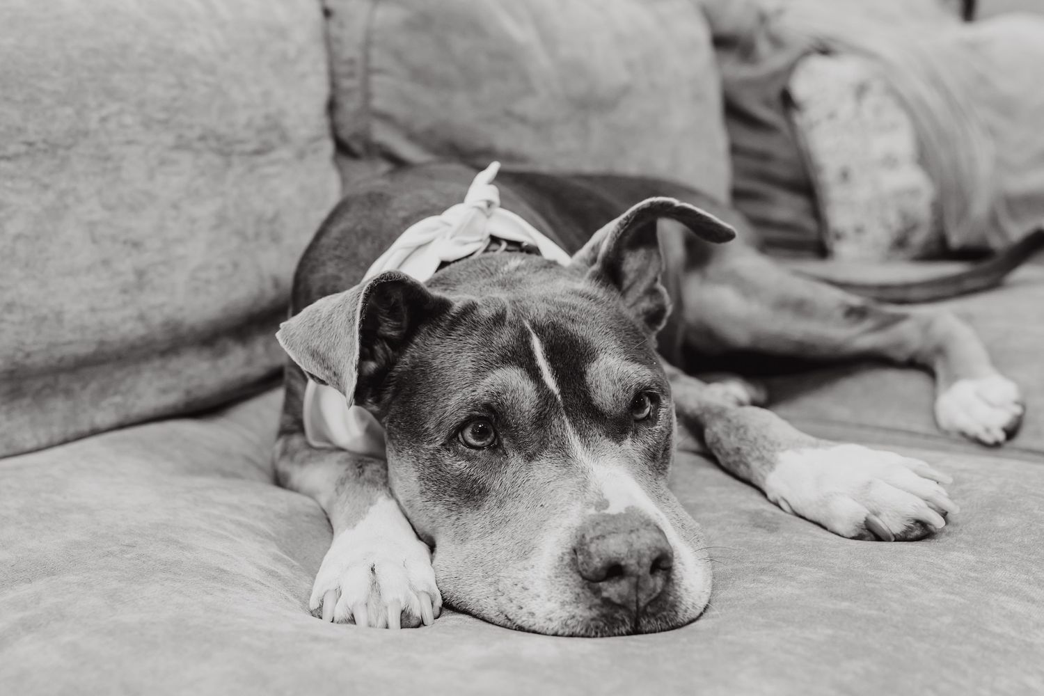 A tired gray and white pit bull dog rests with its head down on a light colored couch.