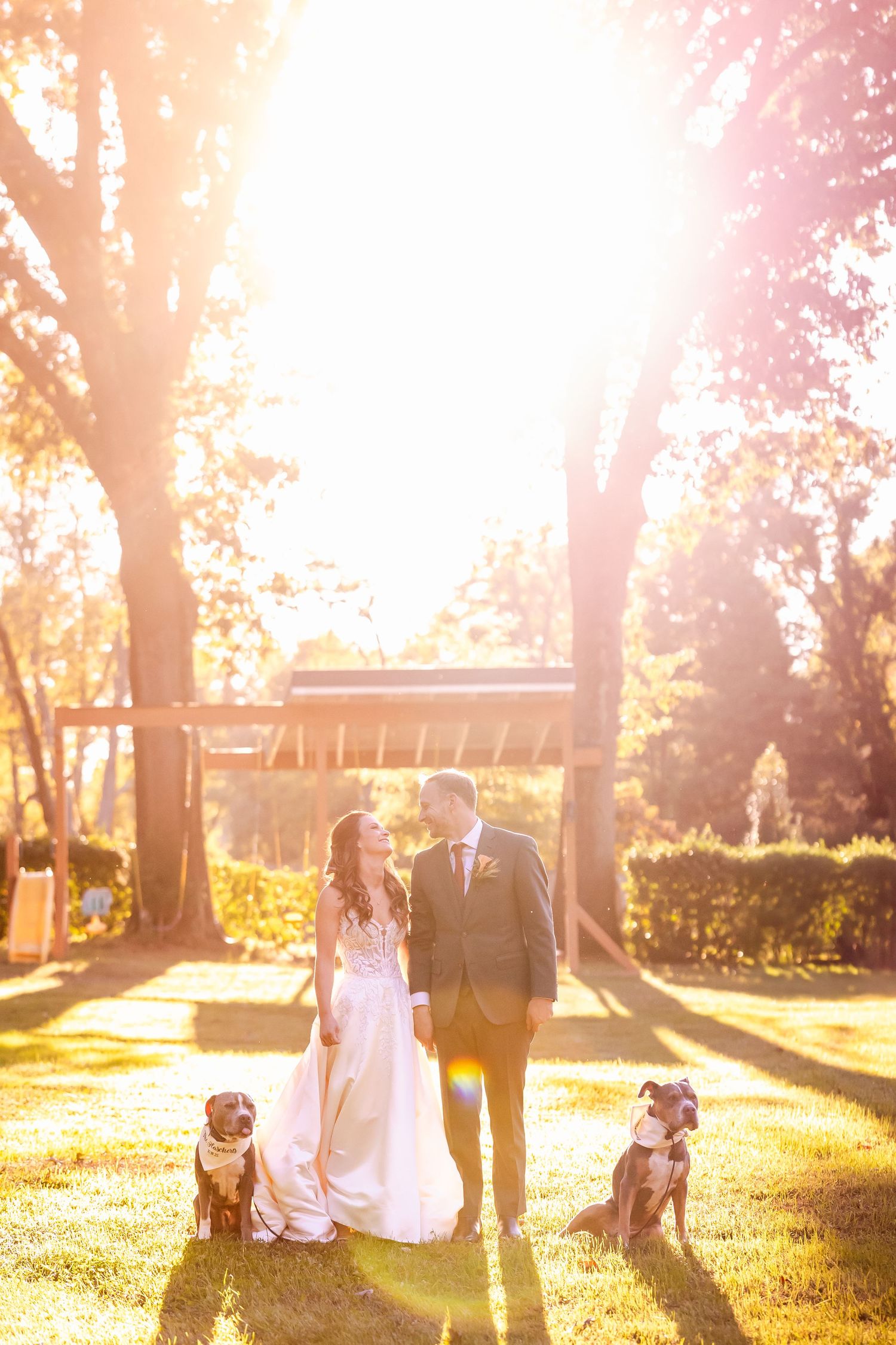 Wedding party walks through golden sunlit woods with dogs during autumn sunset.
