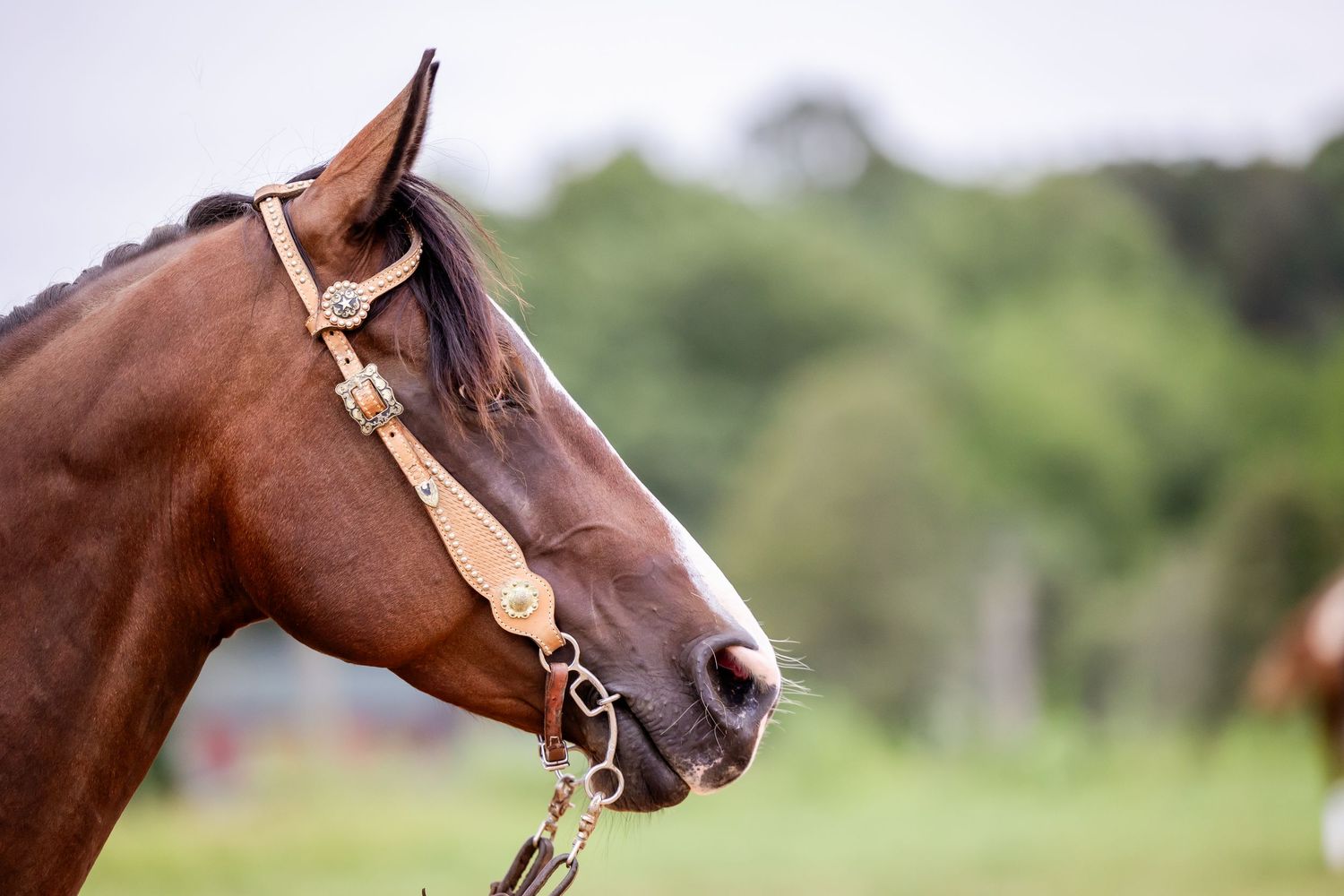 A close-up profile of a brown horse wearing leather bridle and halter against a blurred green background.