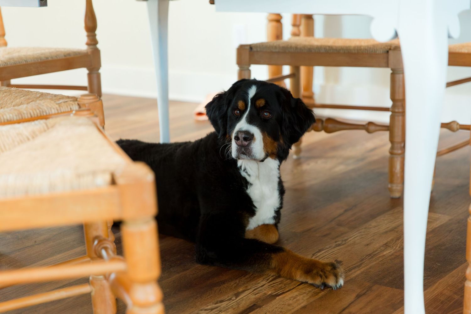 Black and white dog lounges comfortably under wooden dining chairs on hardwood floor.