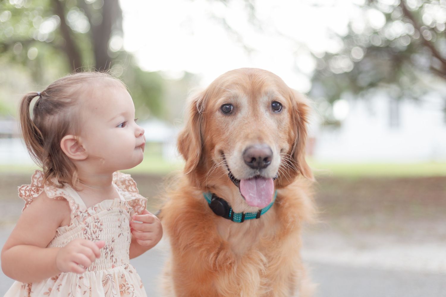 A sweet interaction between a toddler and a golden retriever on a path.