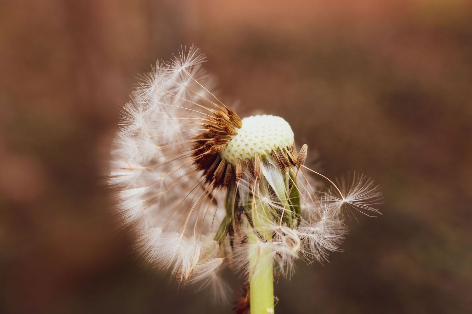 A close-up of a dandelion seed head partially blown away against a warm brown bokeh background.