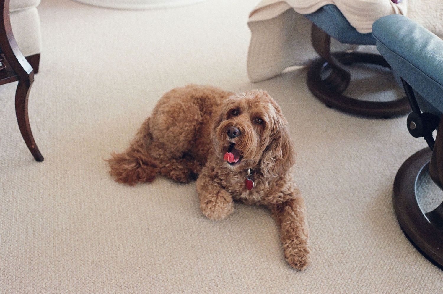 An adorable fluffy golden Cockapoo dog lies on a white carpet indoors, tongue out.