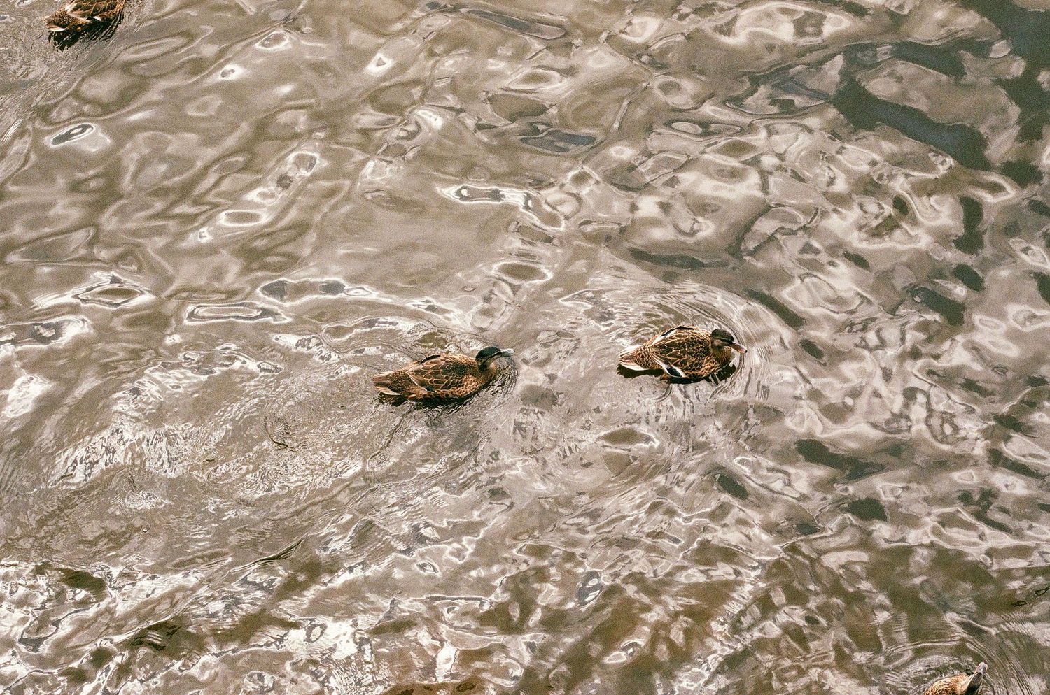Two mallard ducks swimming in rippling shallow water with golden reflections on the surface.