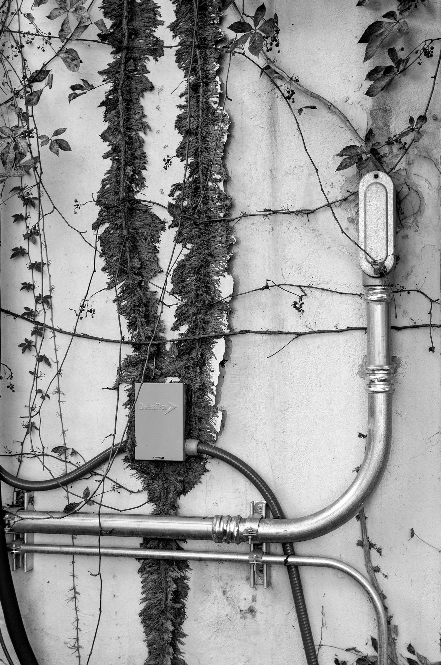 Black and white photo of metal pipes and electrical box on a wall covered with climbing ivy vines.