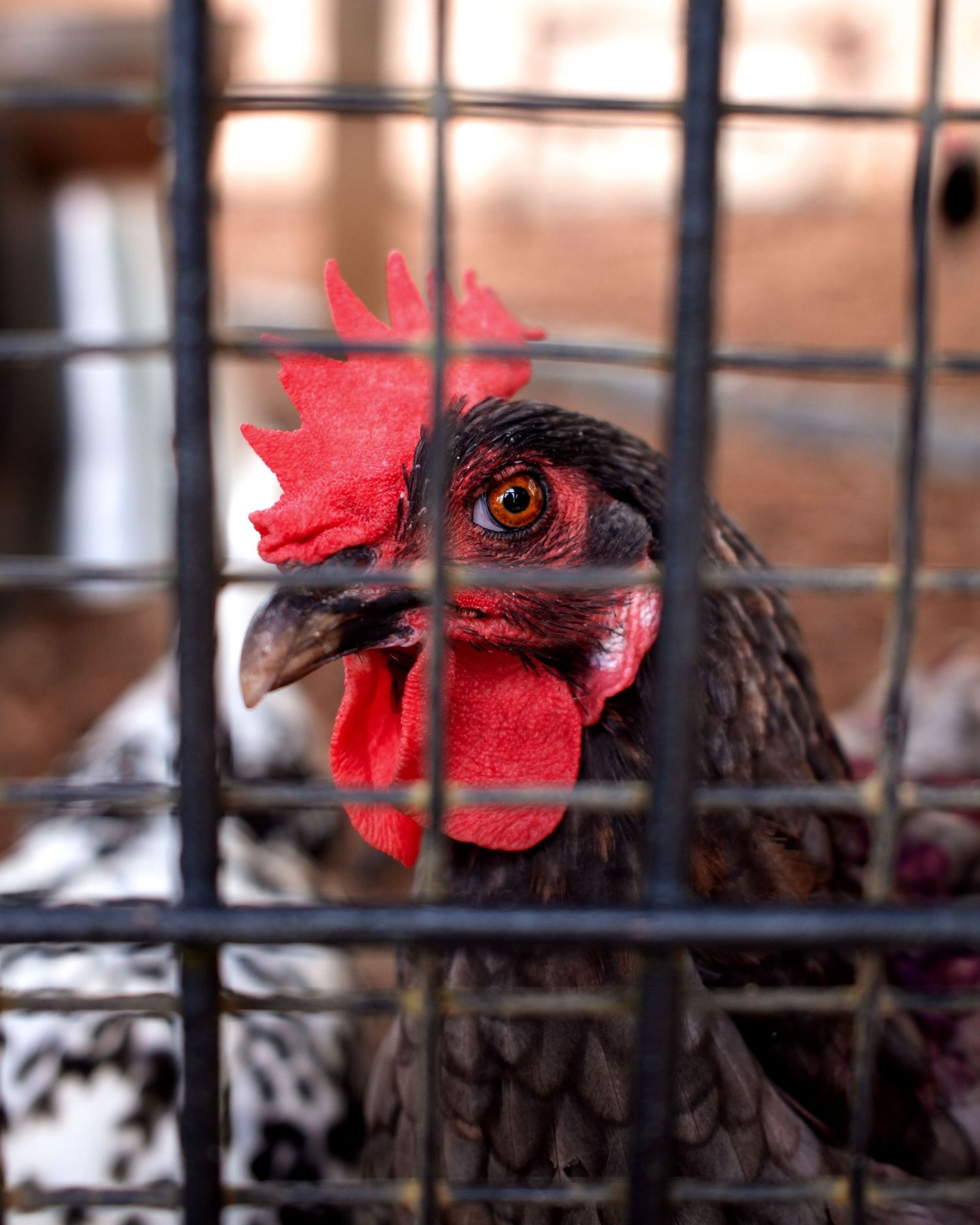 Close-up of a rooster with red comb behind metal cage bars.