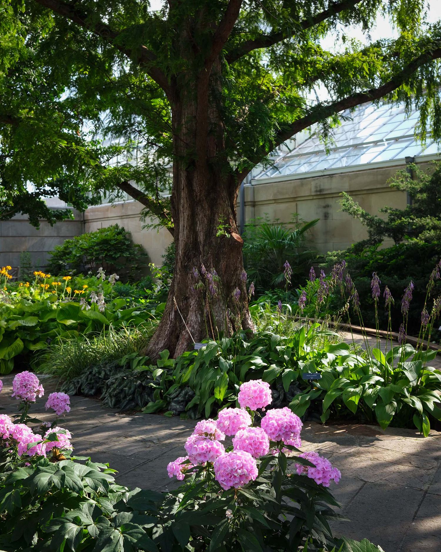 Lush botanical garden with pink hydrangeas, large tree, and greenhouse in background.