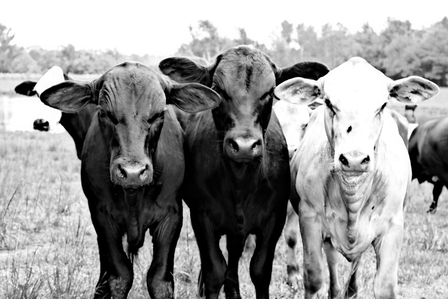 Black and white photo of three cows standing close together in a field.