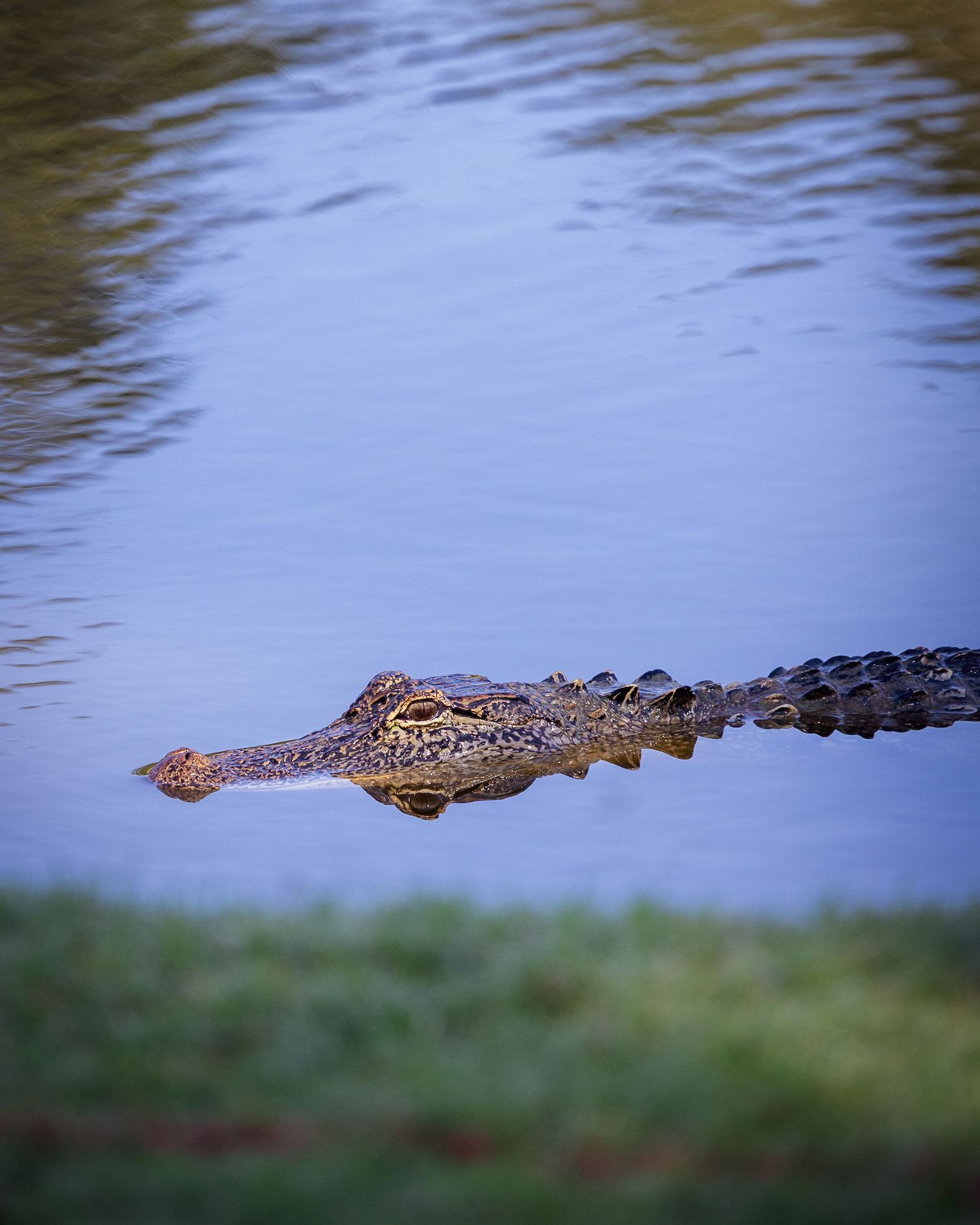 American alligator swimming at water surface near grassy bank at dusk.