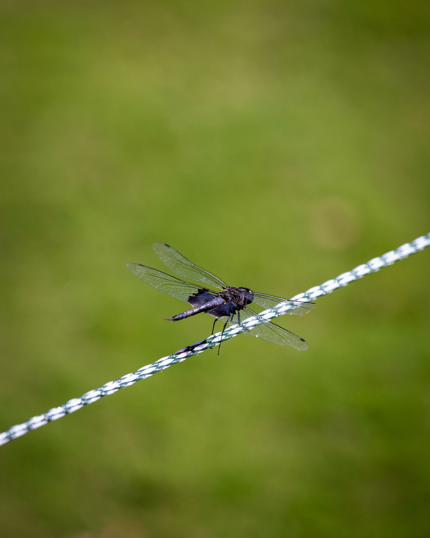 Dragonfly perched on a twisted wire fence with green grass background.