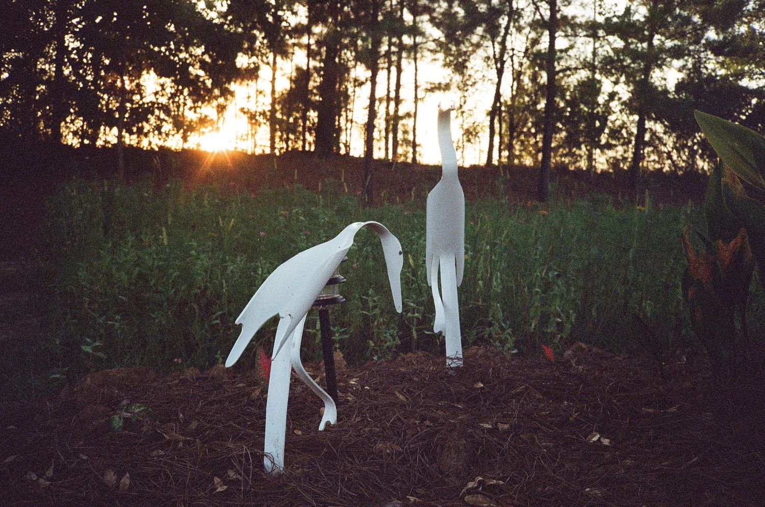 Two white metal bird sculptures stand in a garden at golden sunset among lush greenery.