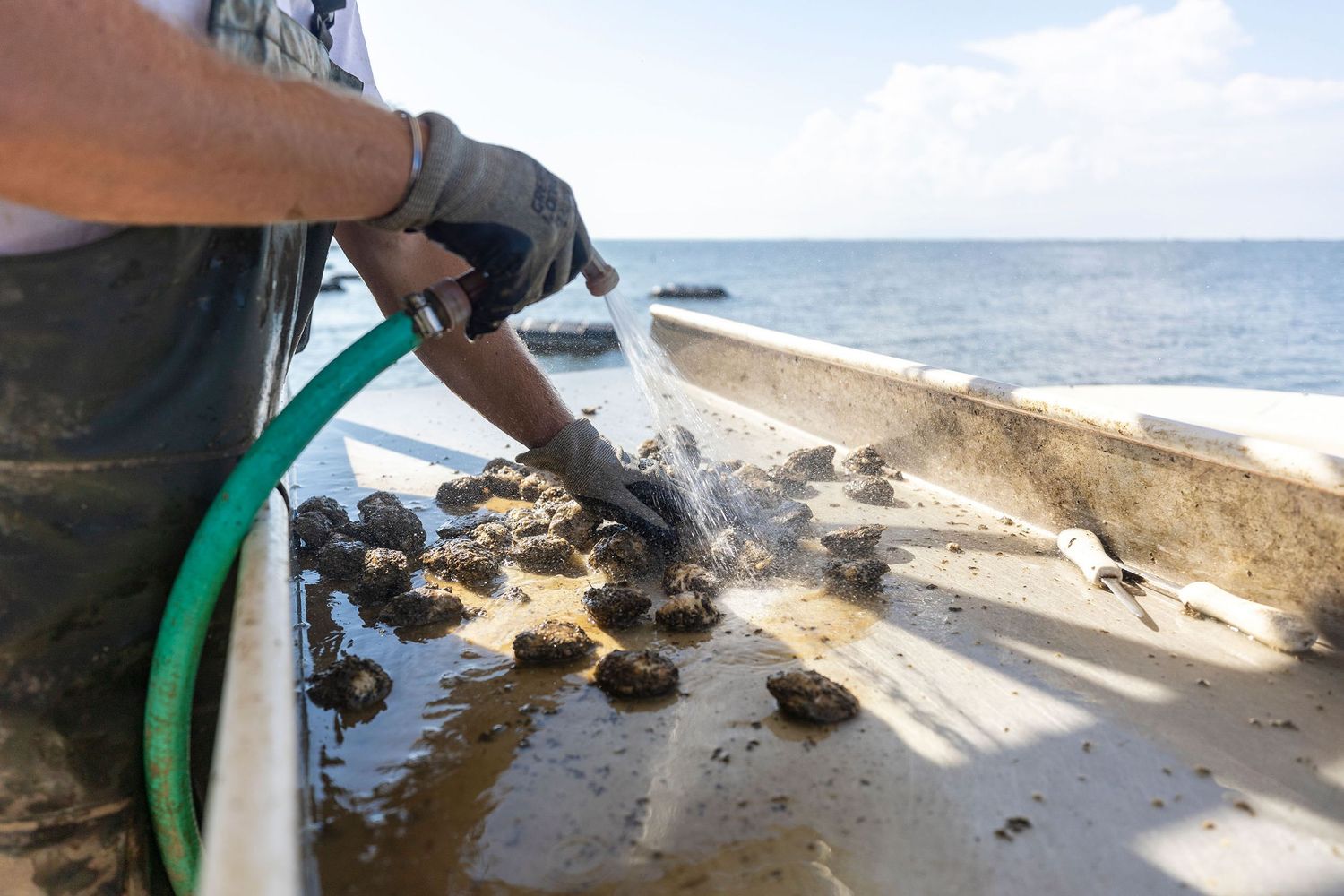 Worker hosing down fresh oysters on a boat deck with ocean backdrop.