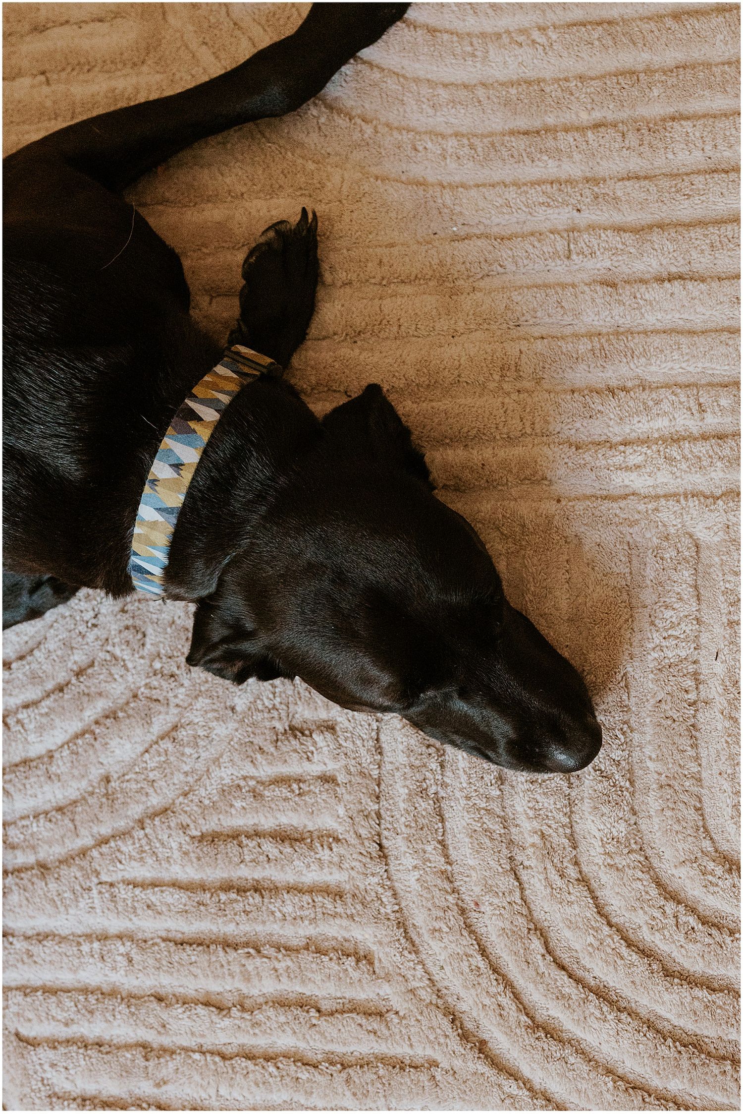 Black lab dog lying on a cream rug